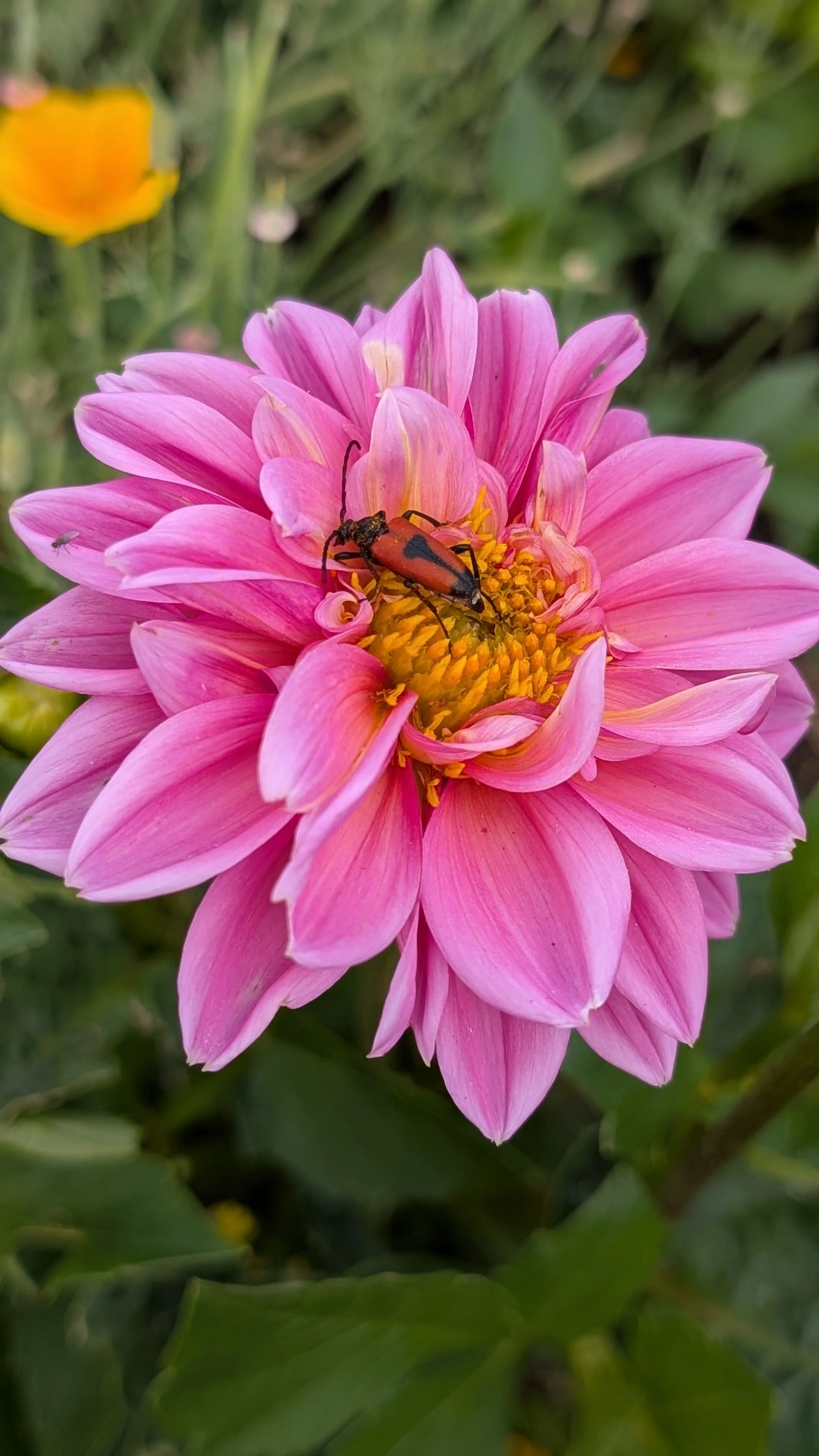 Close-up of a pink flower with a bee and a tiny insect on its petals.