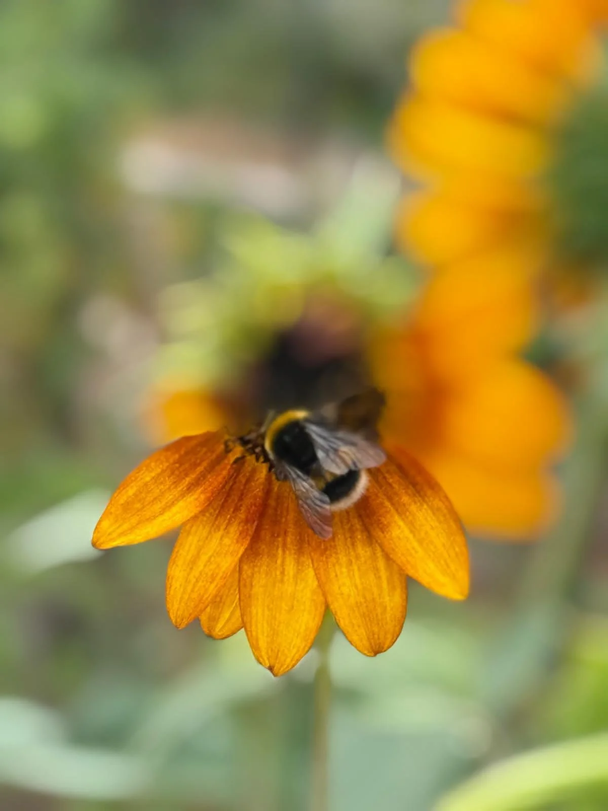 A bee on an orange flower, with blurred green and yellow background.