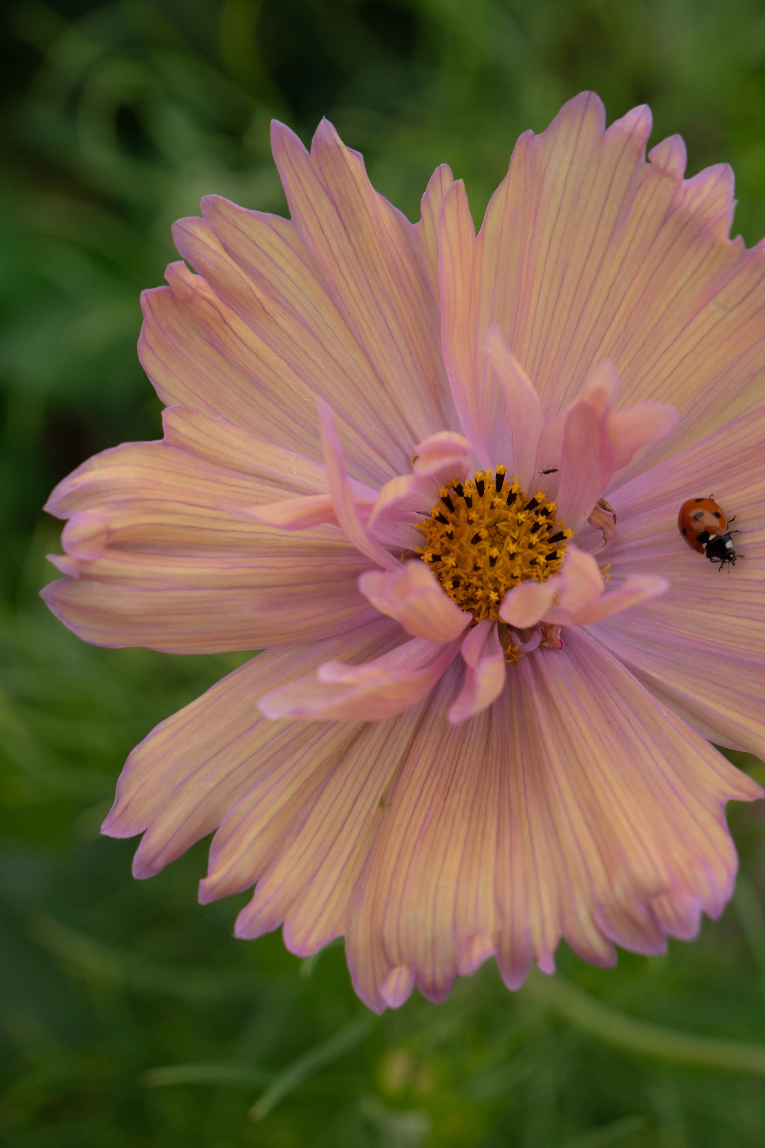 A close-up of a pink aster flower with delicate petals and a yellow center, with a small black and orange ladybug on the petal.