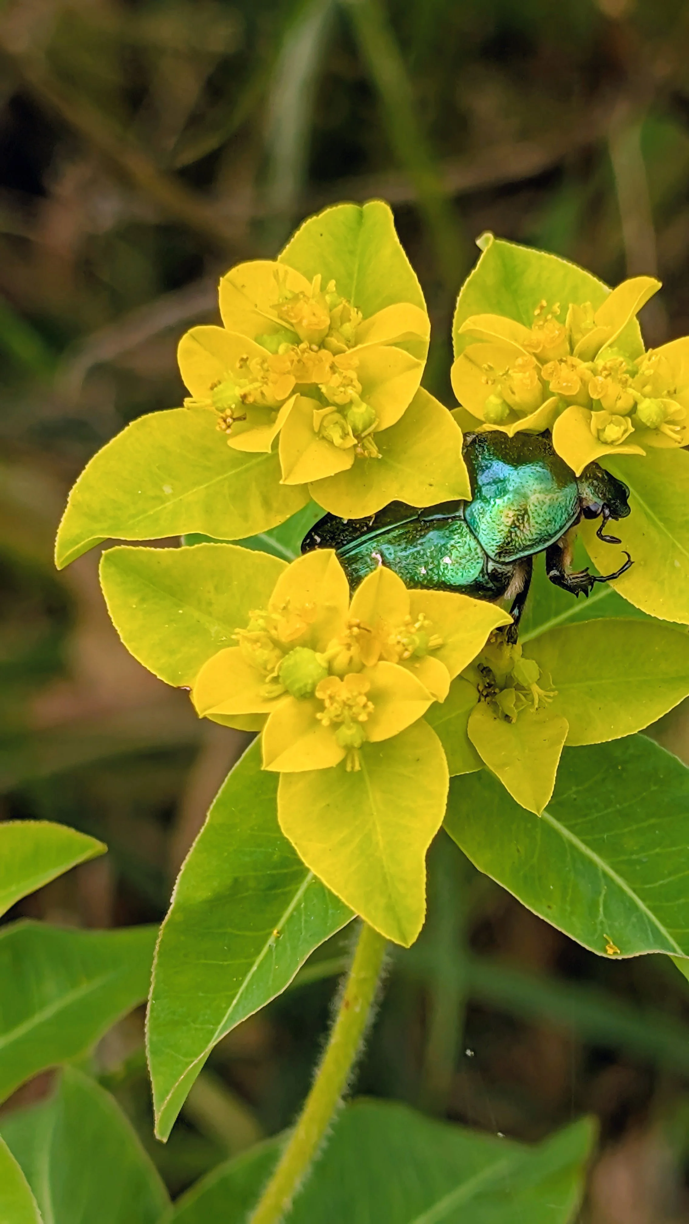 Close-up of yellow-green leaves and yellow flowers on a plant, with a metallic green beetle crawling on one of the flowers.