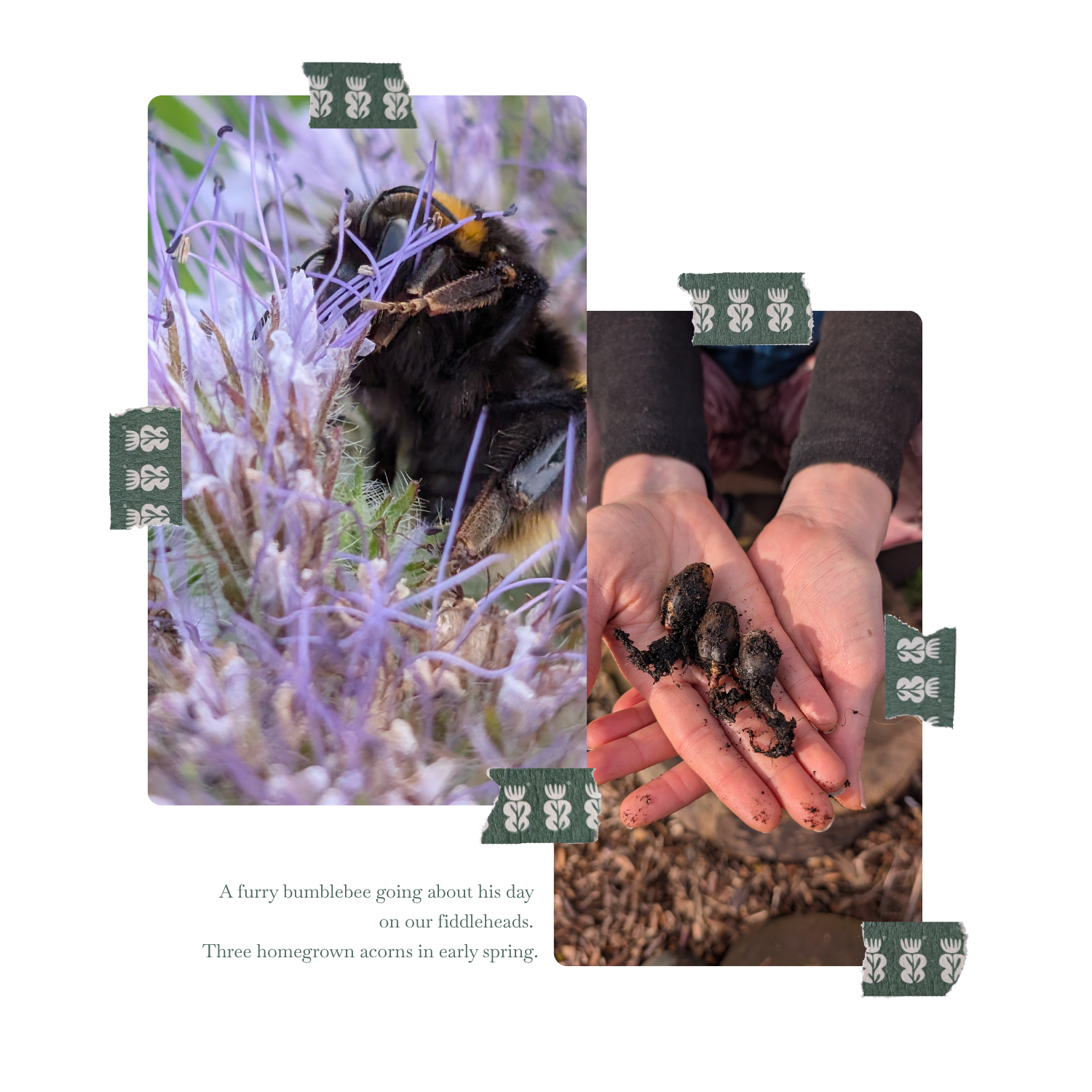 Close-up of a bumblebee on purple flowers and a person holding dirt and bulbs, likely for planting, outdoors.