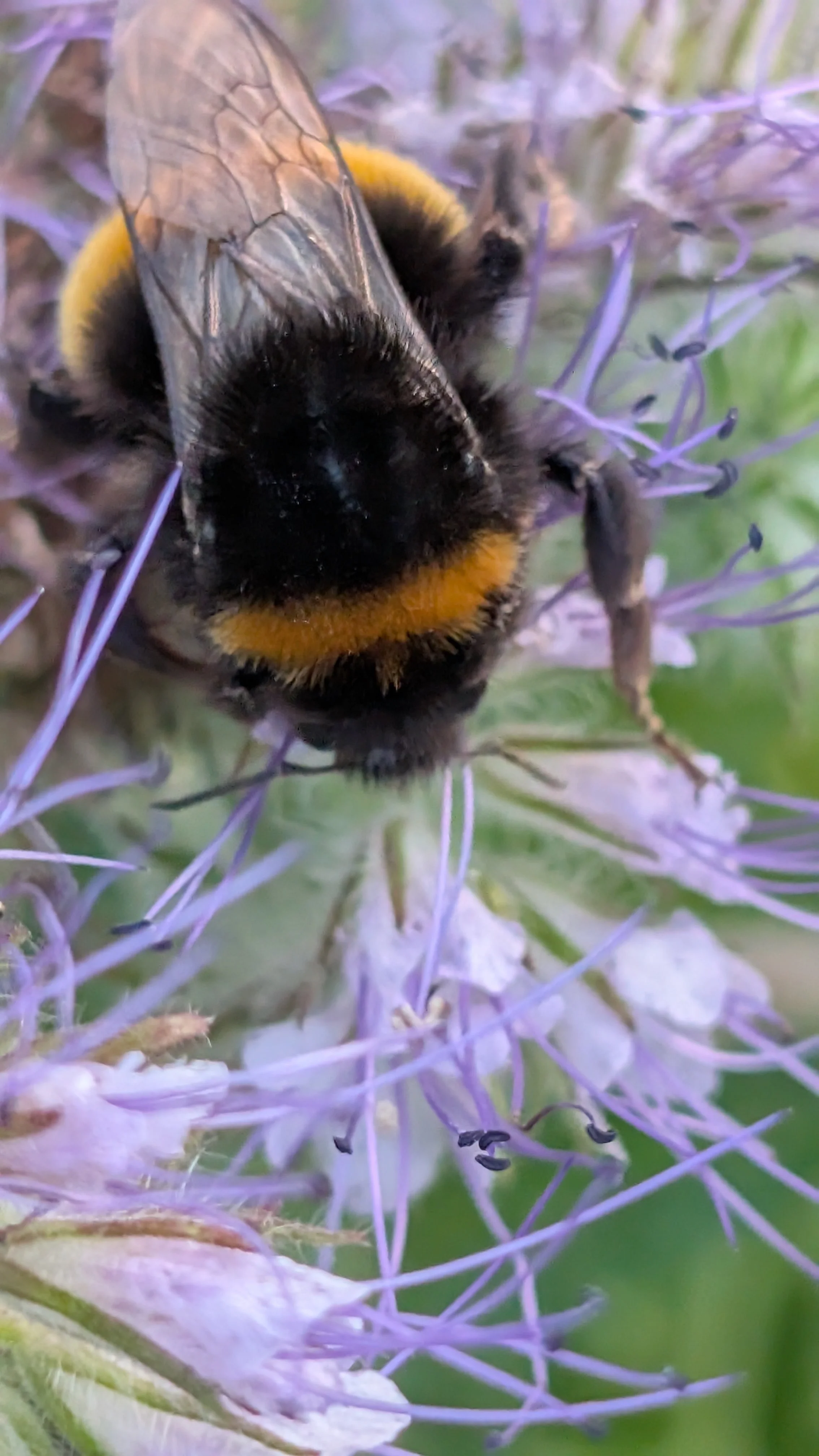 Close-up of a bee with yellow and black markings on purple flowers.