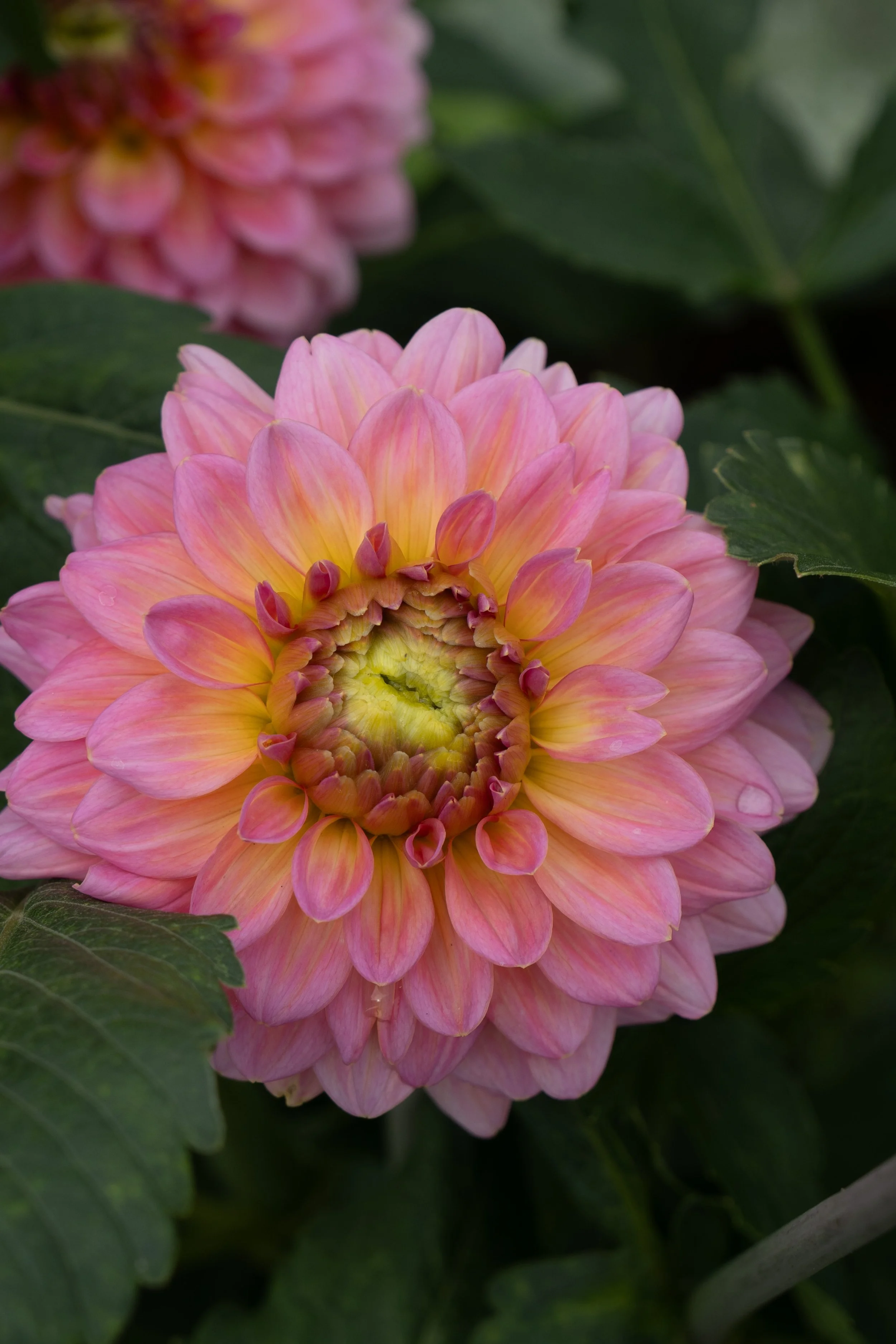 Close-up of a pink and yellow dahlia flower with dark green leaves in the background.