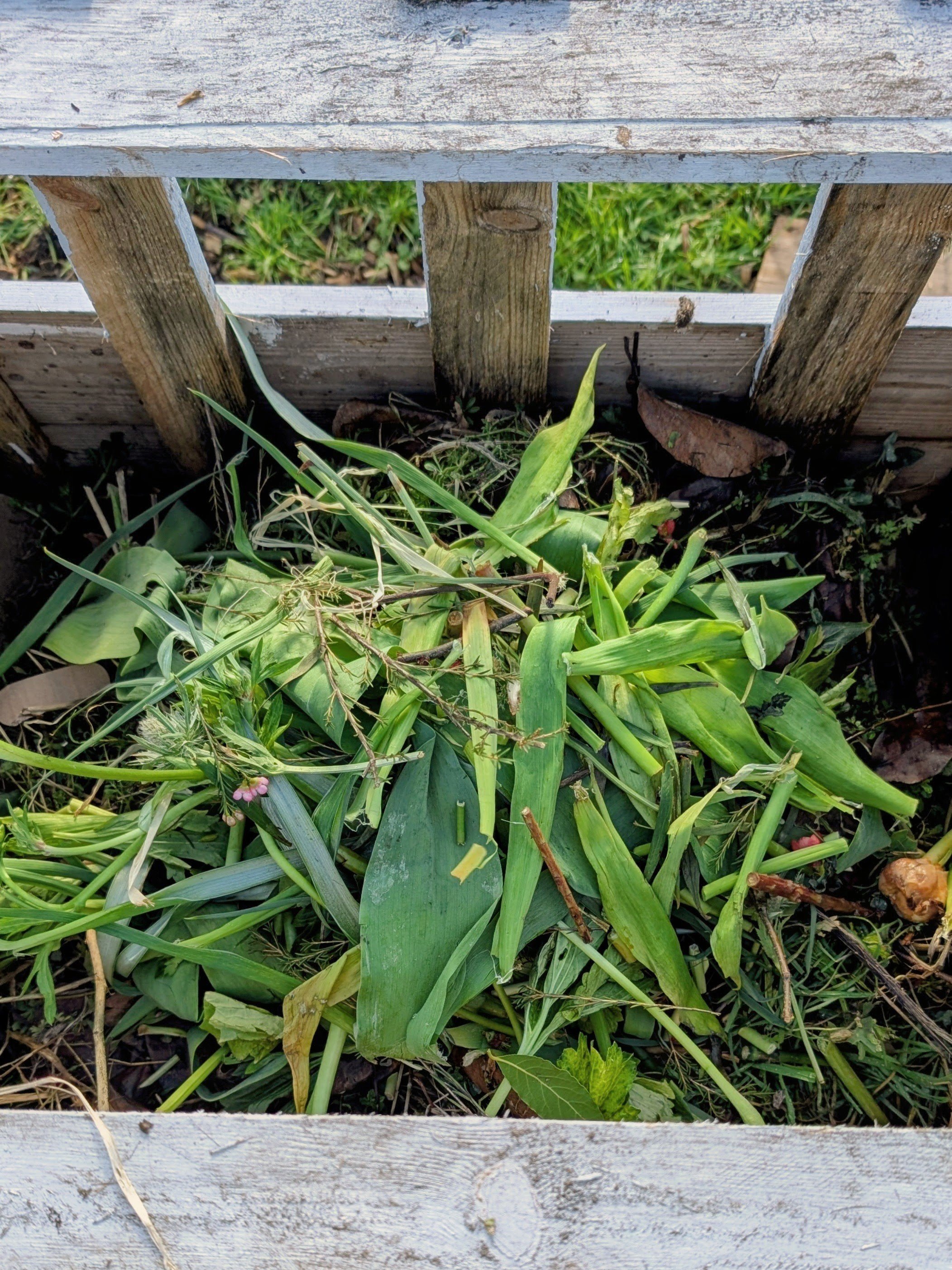 A garden bed with green plants, weeds, and fallen leaves behind a weathered wooden fence.