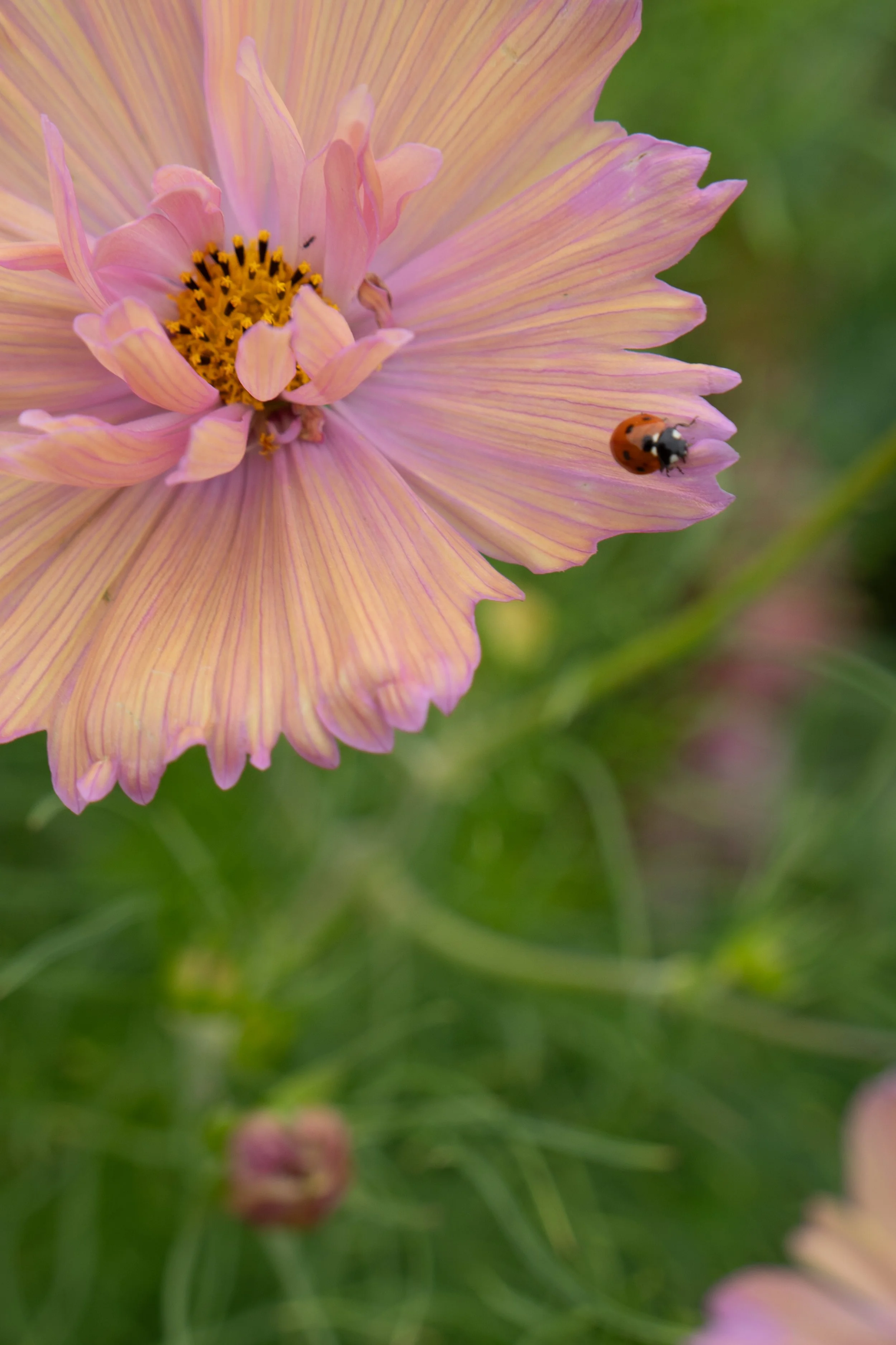 Close-up of a pink flower with a ladybug on its petal.