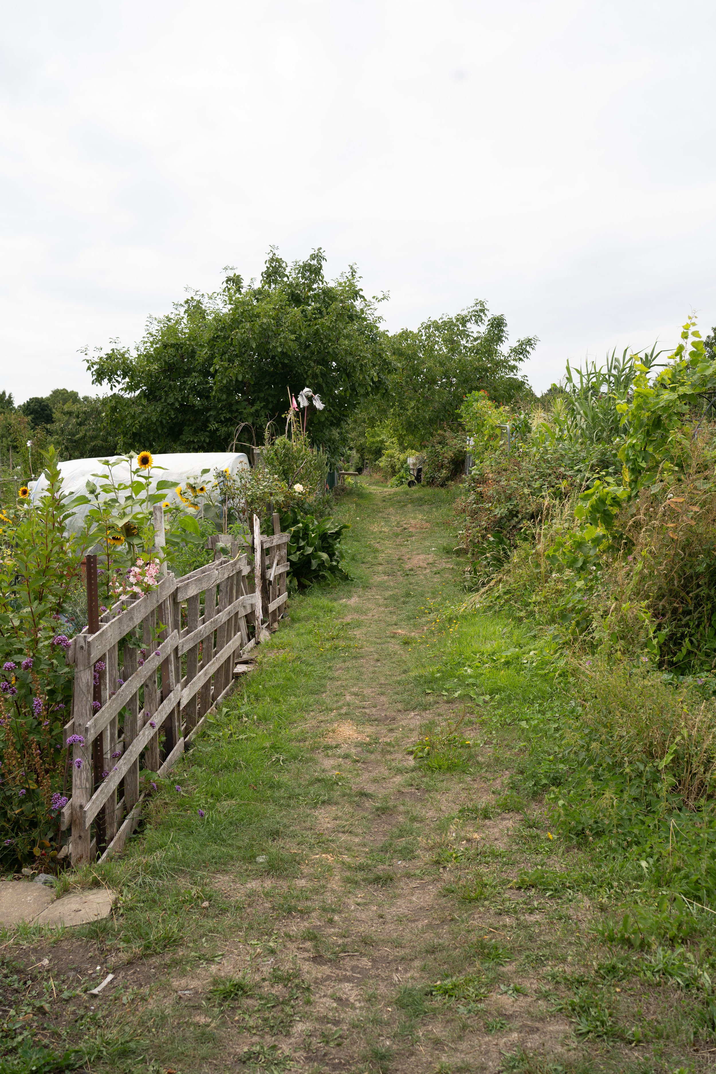 A garden path with a wooden fence on the left, sunflowers, and lush green plants on both sides under cloudy sky.