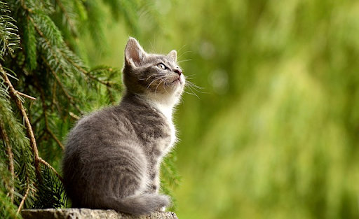 A gray tabby kitten sitting outdoors on a tree branch, looking up with a background of green foliage.