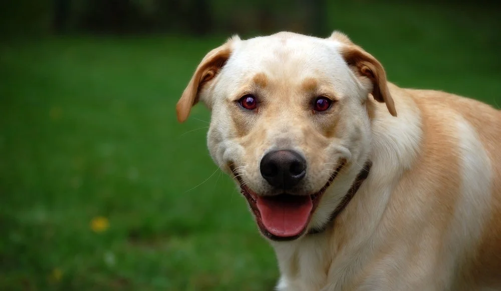 Pet readings, pet psychic, animal communication, dog, cat, telepathy, images