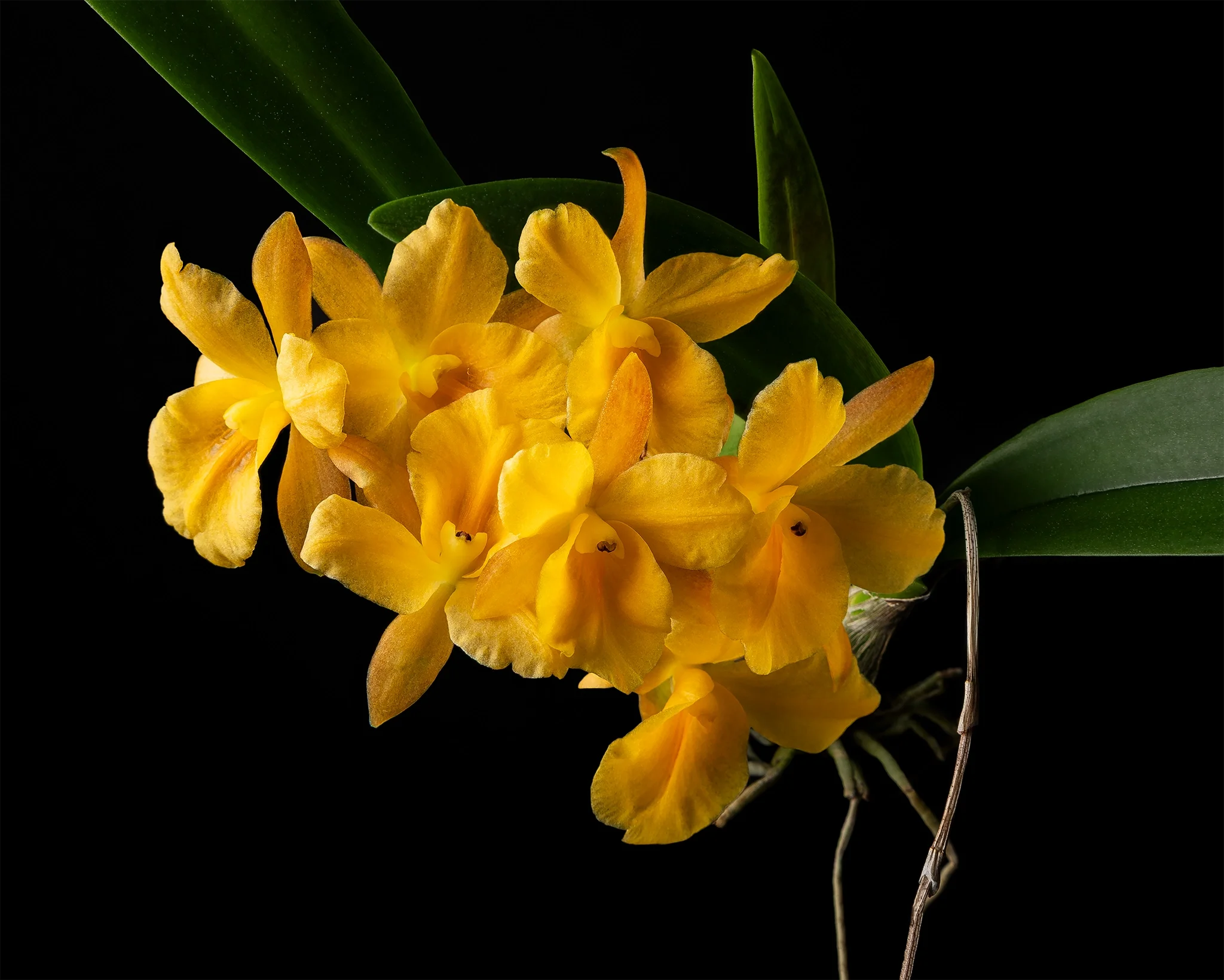 Ctna Why Not Makana Ke Akua - Yellow orchid cluster with long green leaves, black background