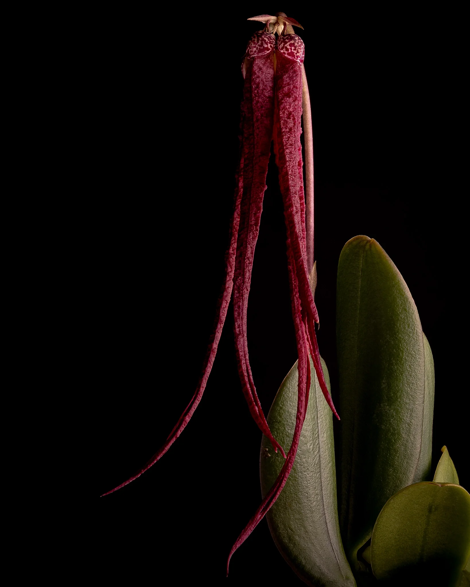 Bulb habrotinum x sib - Succulent rosette with thick rounded green leaves and pinkish-red flower stalks, black background