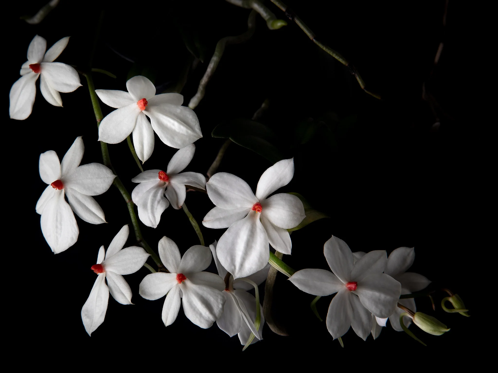 Aerangis luteo-alba x sib - White orchid with deep red centers, black background
