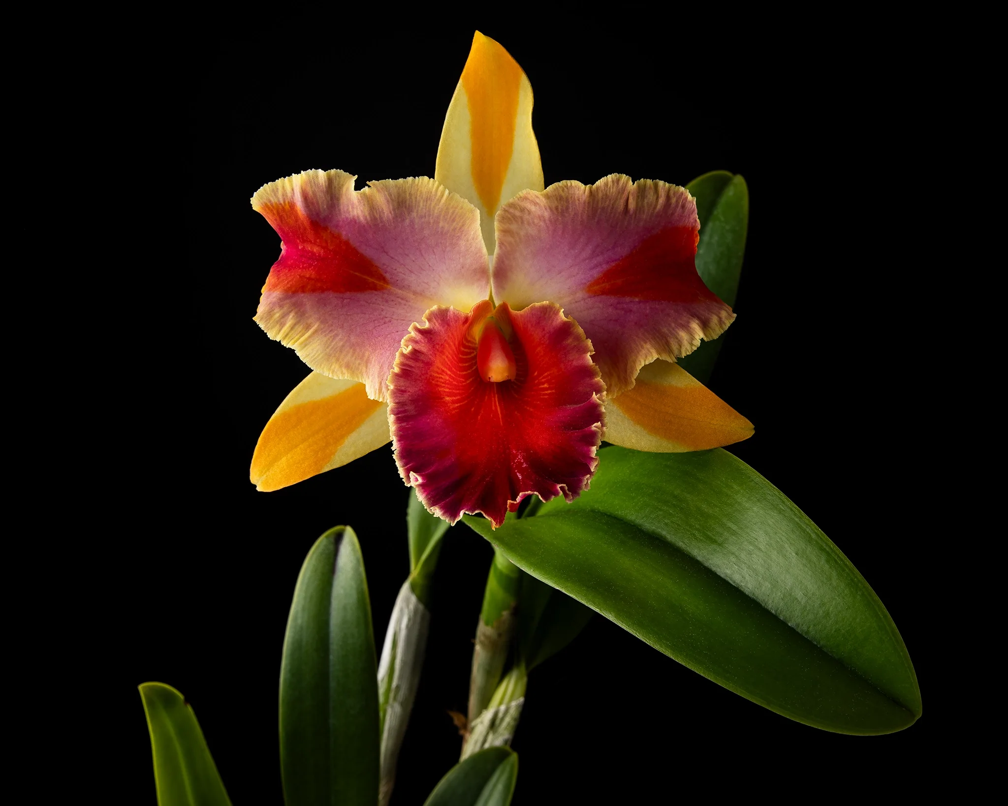 Ric Amazing Thailand - Colorful orchid bloom with broad green leaves, black background