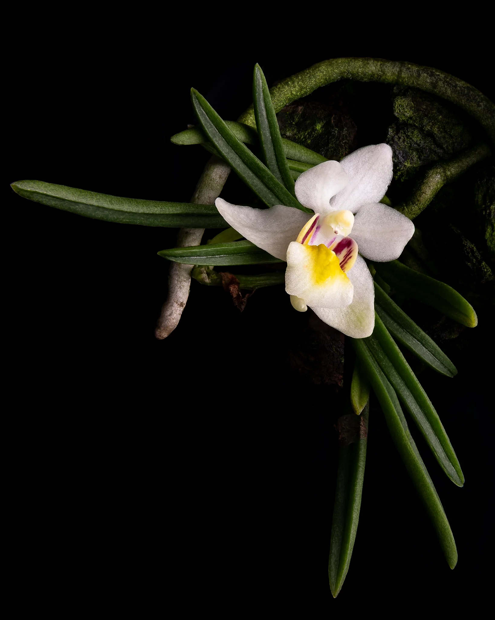holocoglossum flavescens - White orchid with yellow and purple markings, moss base, green leaves, dark background