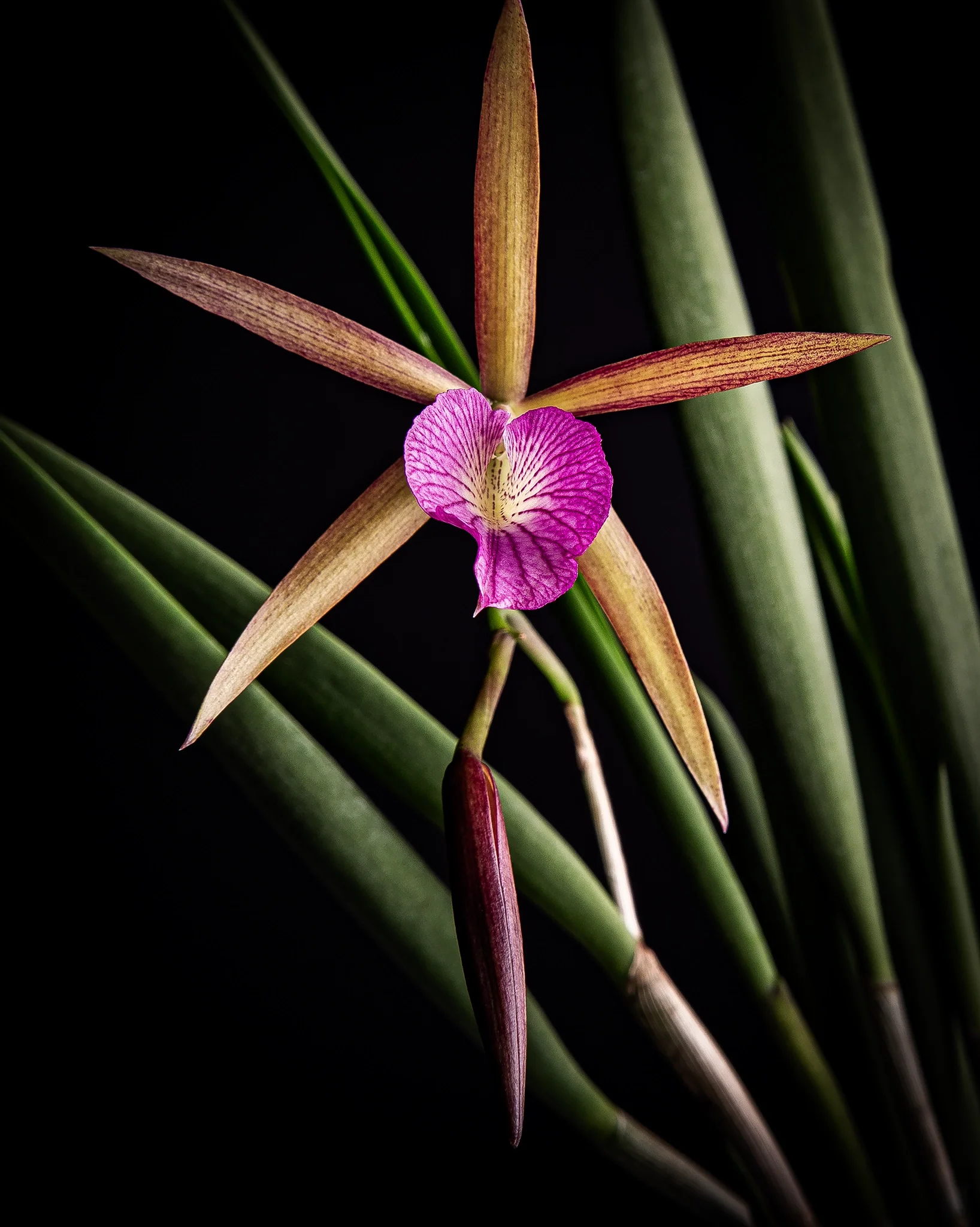 Bc. Hamlyn's Magic 'Leilani' - Pink and white orchid with pointed brownish-green leaves and long forking stems, black background