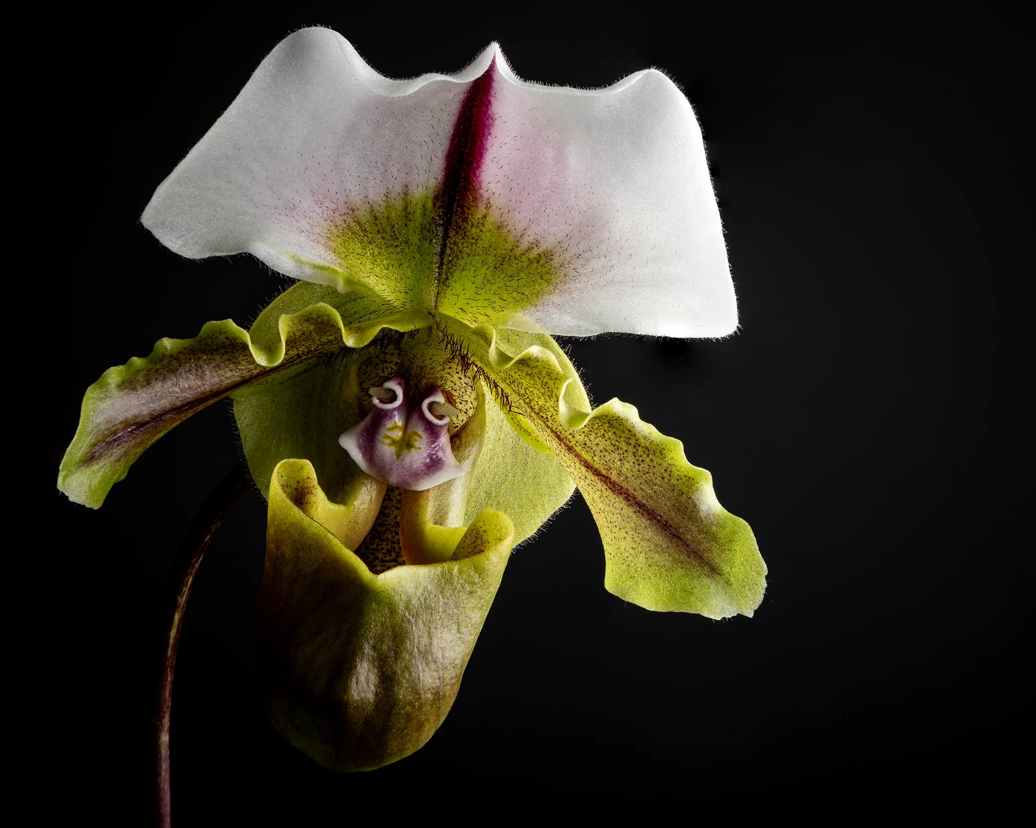 Paph. spicerianum x sib - Orchid flower face detail, black background