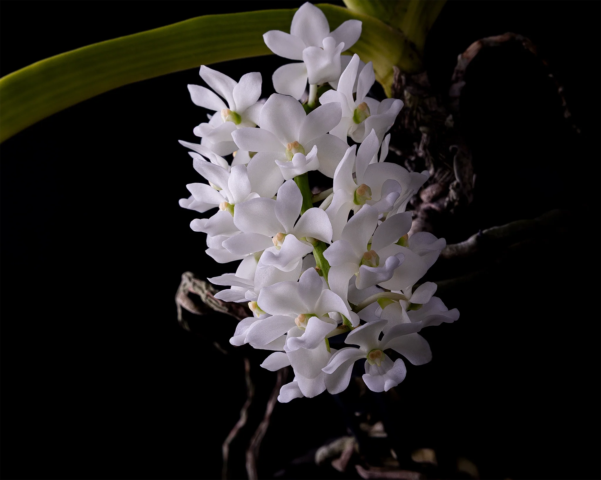 Rhynchostylis gigantea var alba - White orchid cluster with green leaves, black background