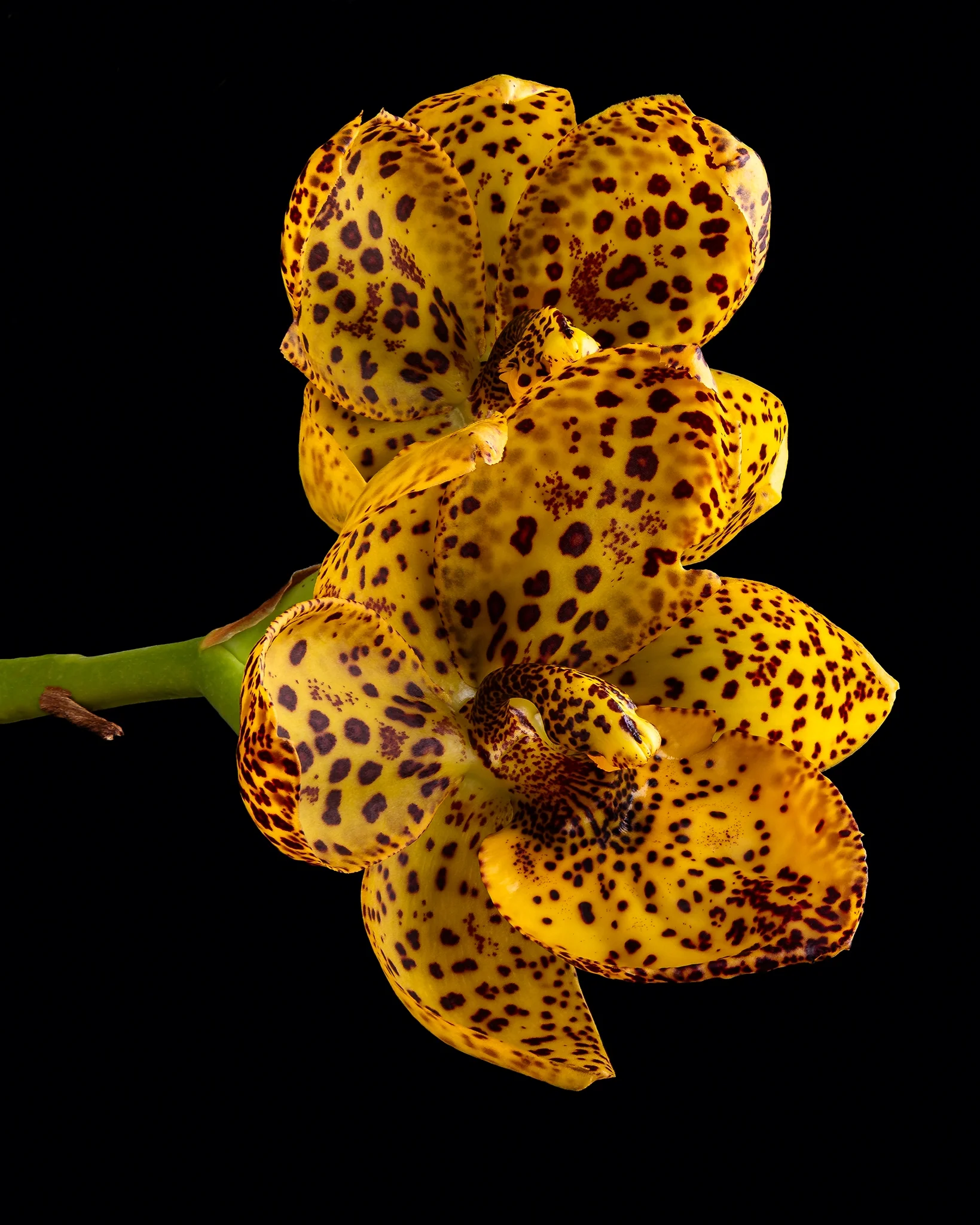 Cycd warscewicii x Cycd Freckled Sweetheard 'JEM' - Vibrant yellow orchid with dark spots on petals, black background