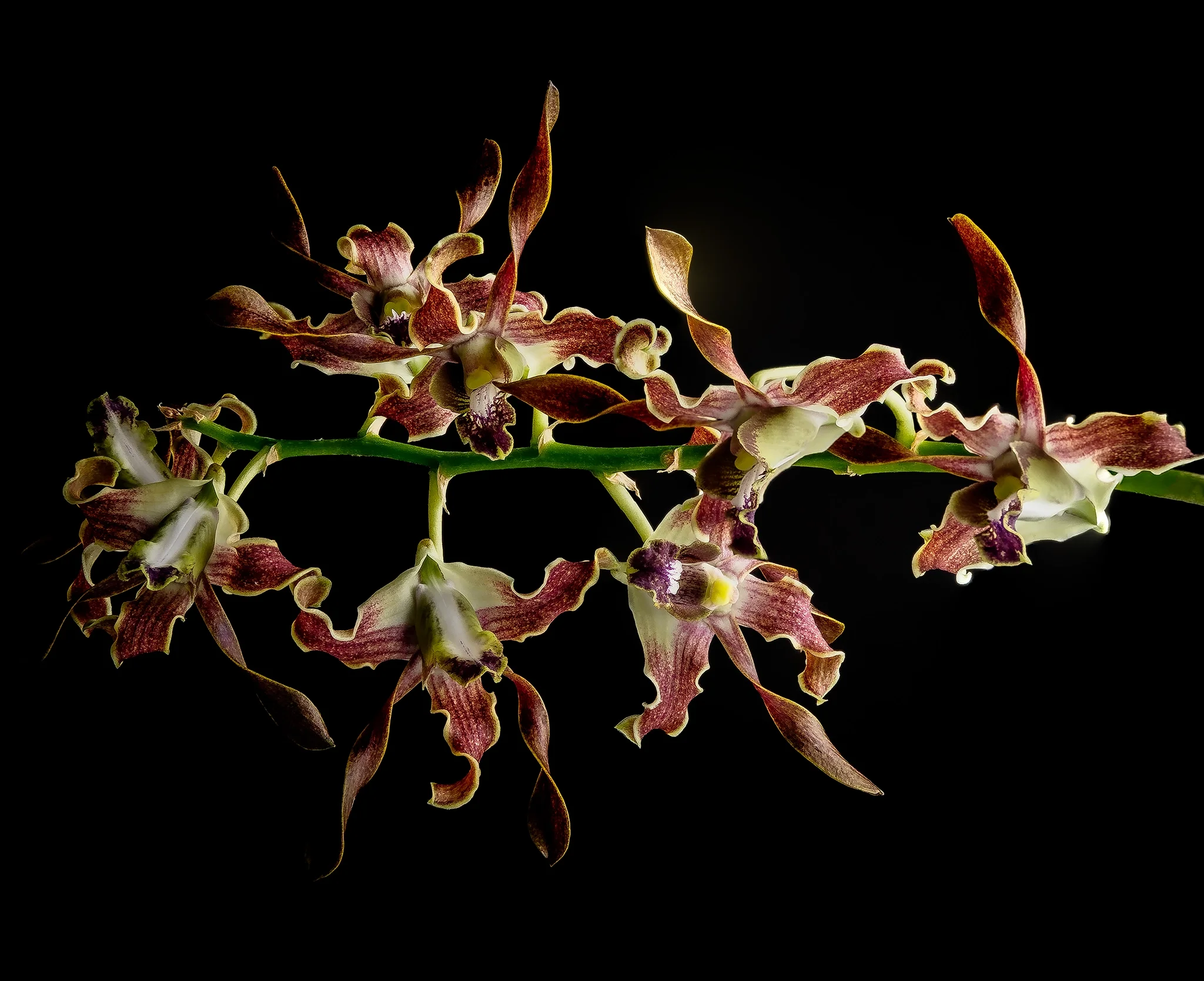 Naivela '808 Orchids' - Small red and cream patterned orchid flowers, black background