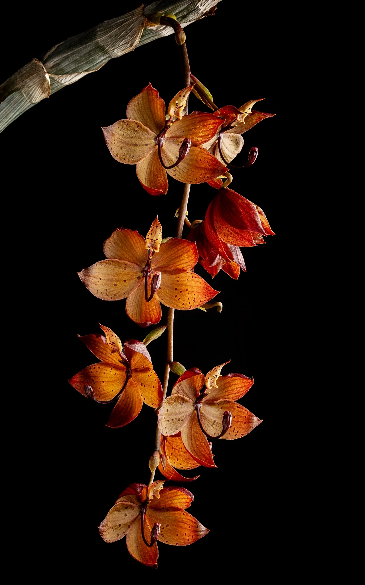 Cyc. Alexis Jesus Pardo 'Stardust' - Hanging cluster of orange and beige spotted orchids, vertical, black background