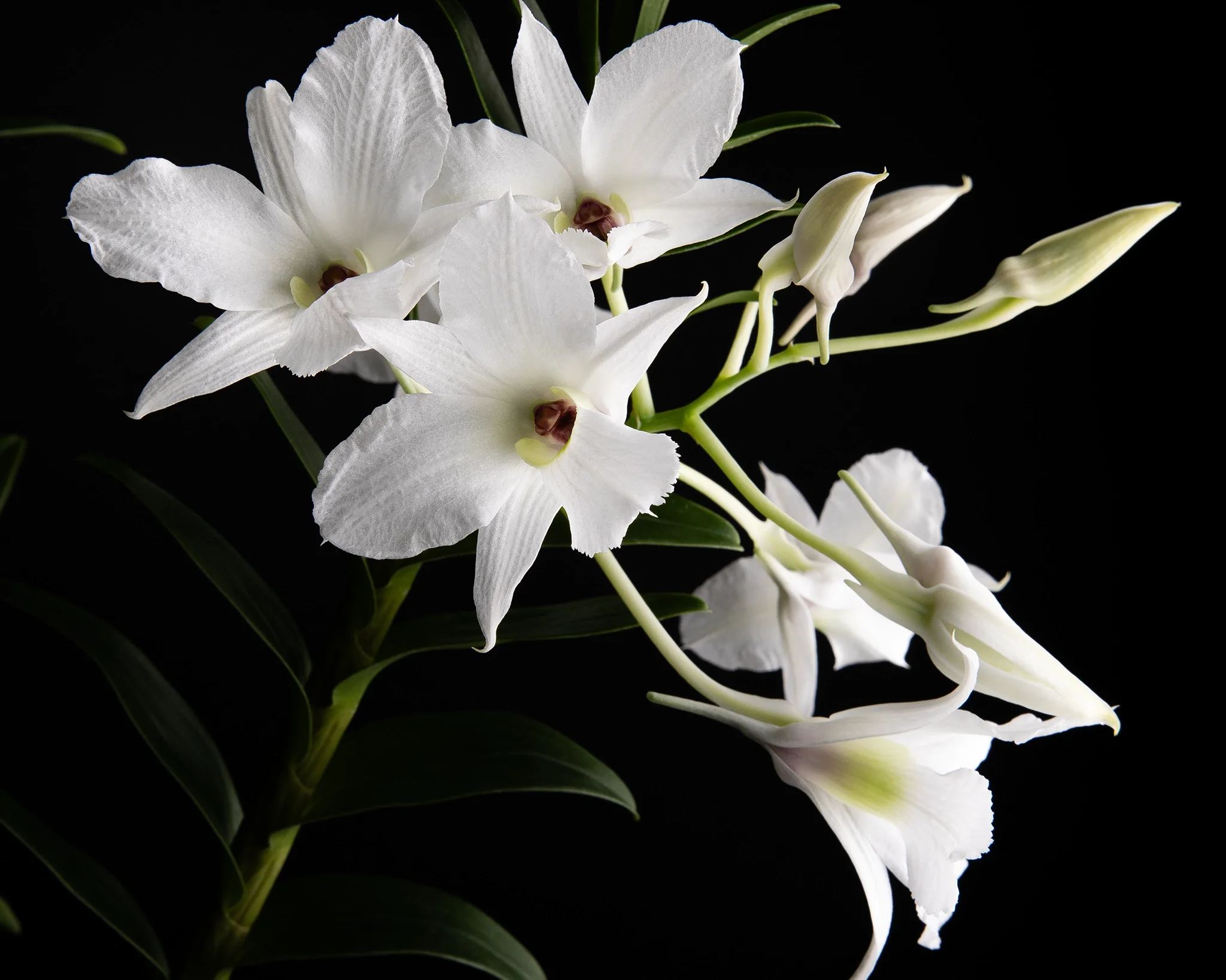 Den. sanderae var. luzonlucum - White orchid spray with green stems and unopened buds, black background