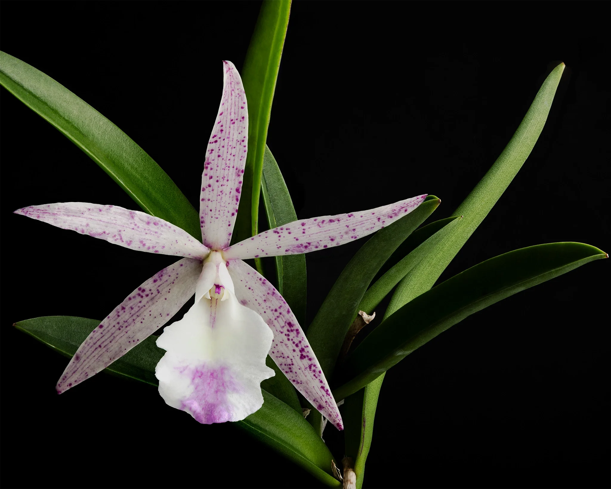 x C Summer Spot - White orchid with pink and purple speckles, green leaves, black background