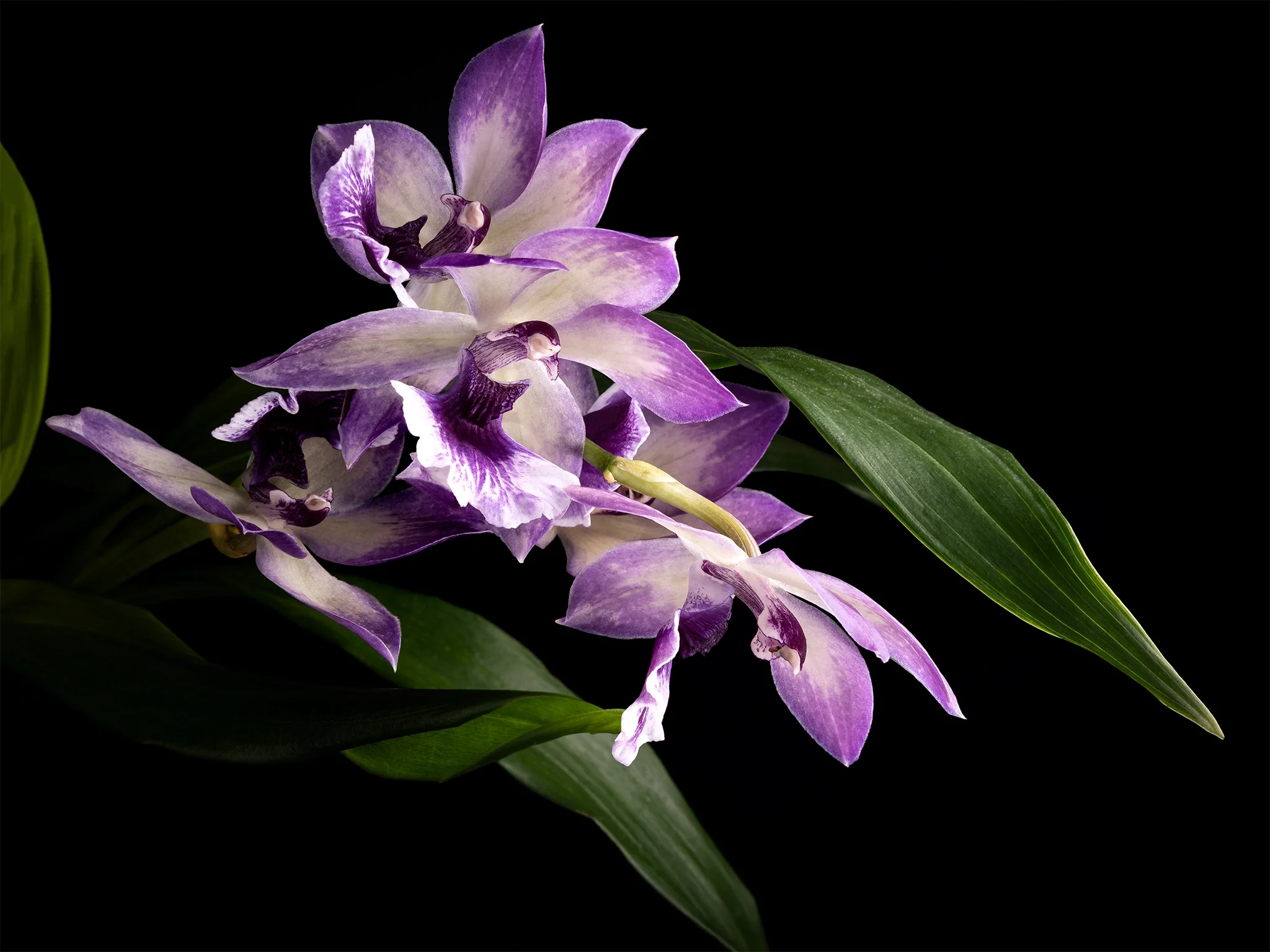 Zygonisia Cynosure 'Blue Birds' - Purple and white orchid with green leaves, black background