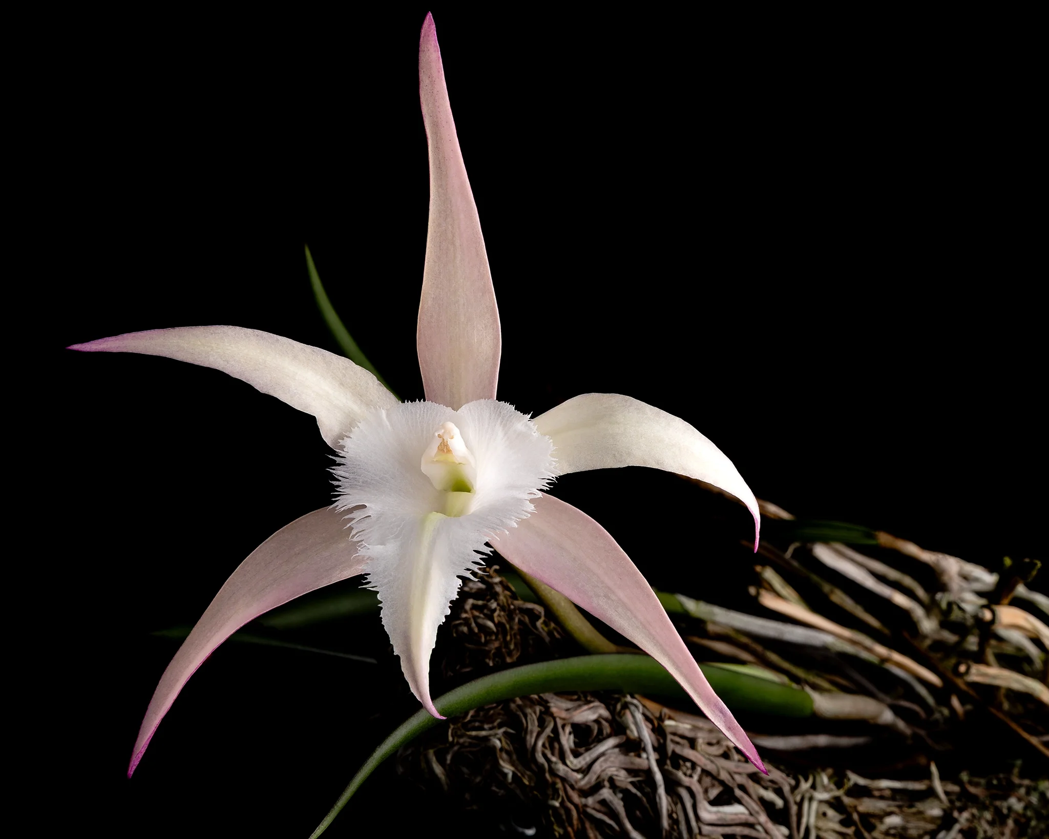 Bc David Sander - Pale pink orchid with white frilled lip, black background