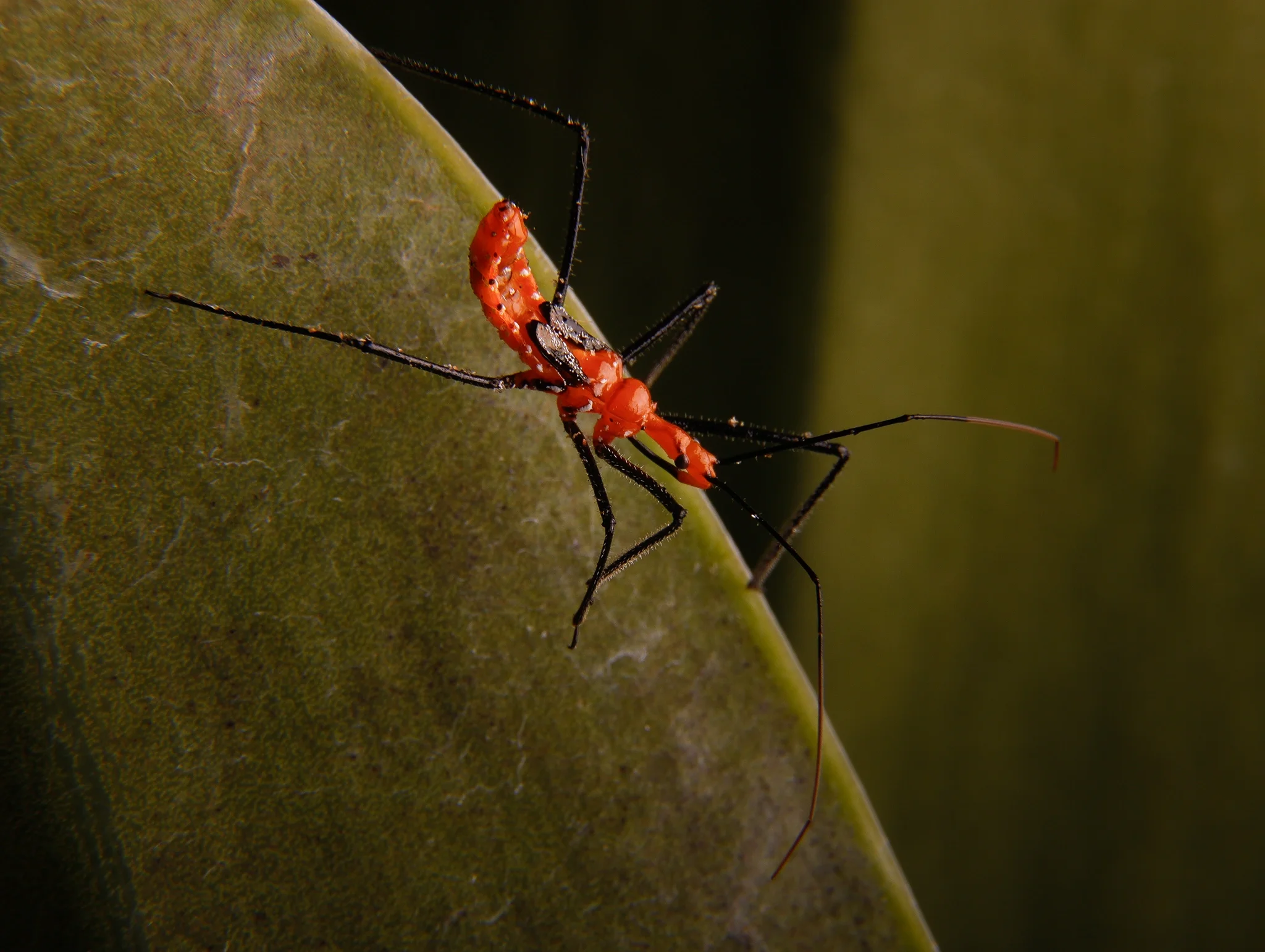 Milkweed Assassin bug — extreme macro close-up, editorial natural science