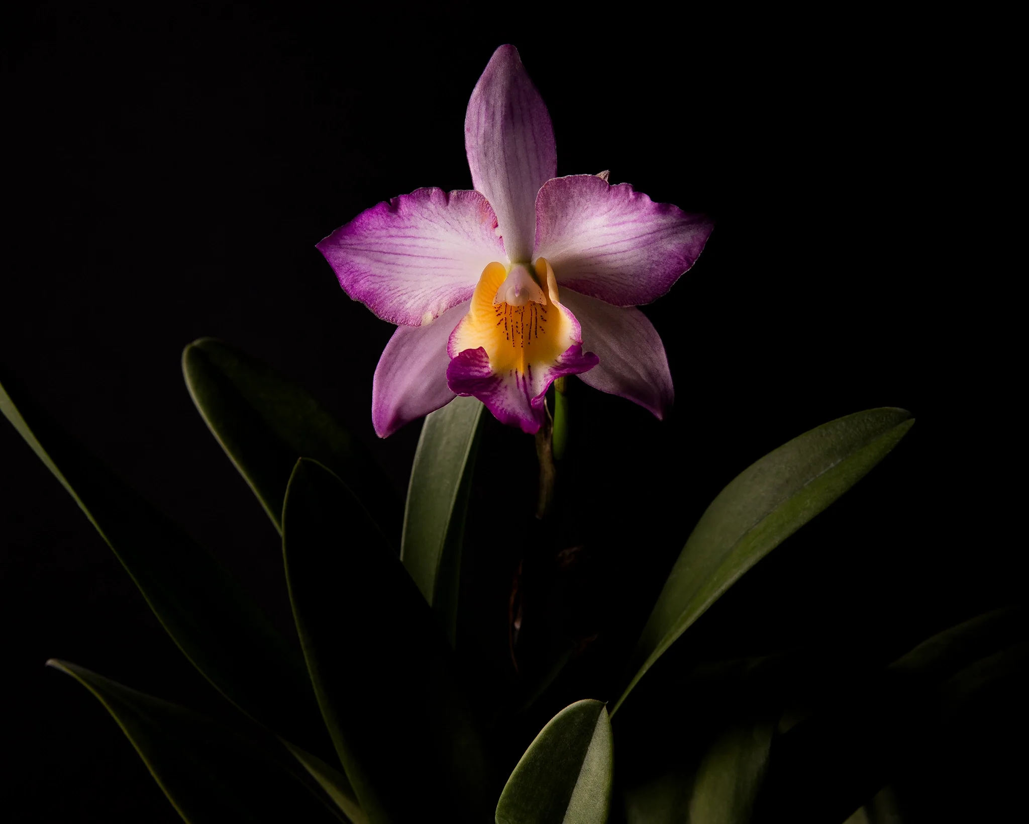 I wan Apple Blossom Pink - Pink and white orchid with yellow and red markings on the lip, black background