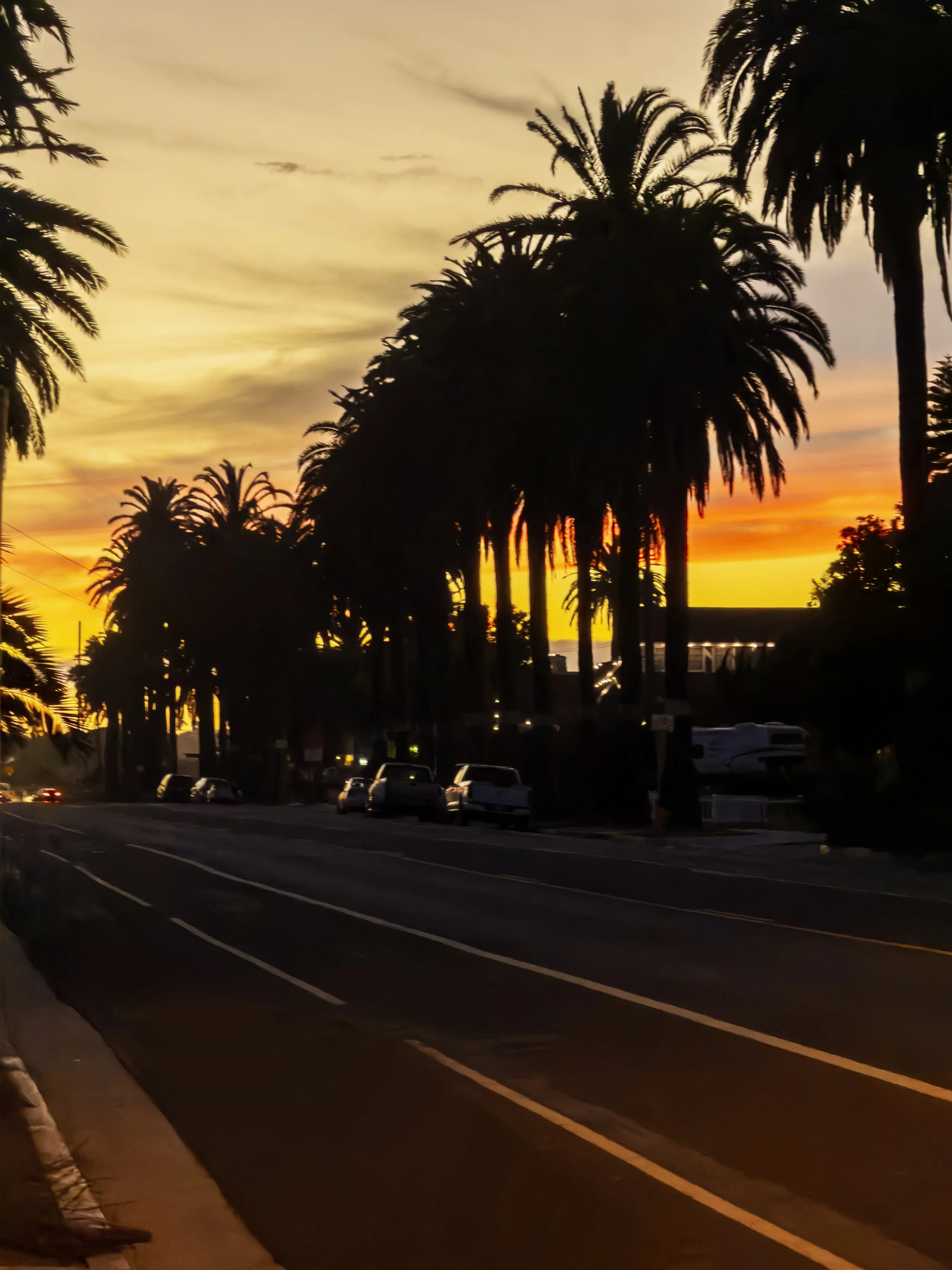 Silhouettes of tall palm trees along a street at sunset with a colorful sky in the background.