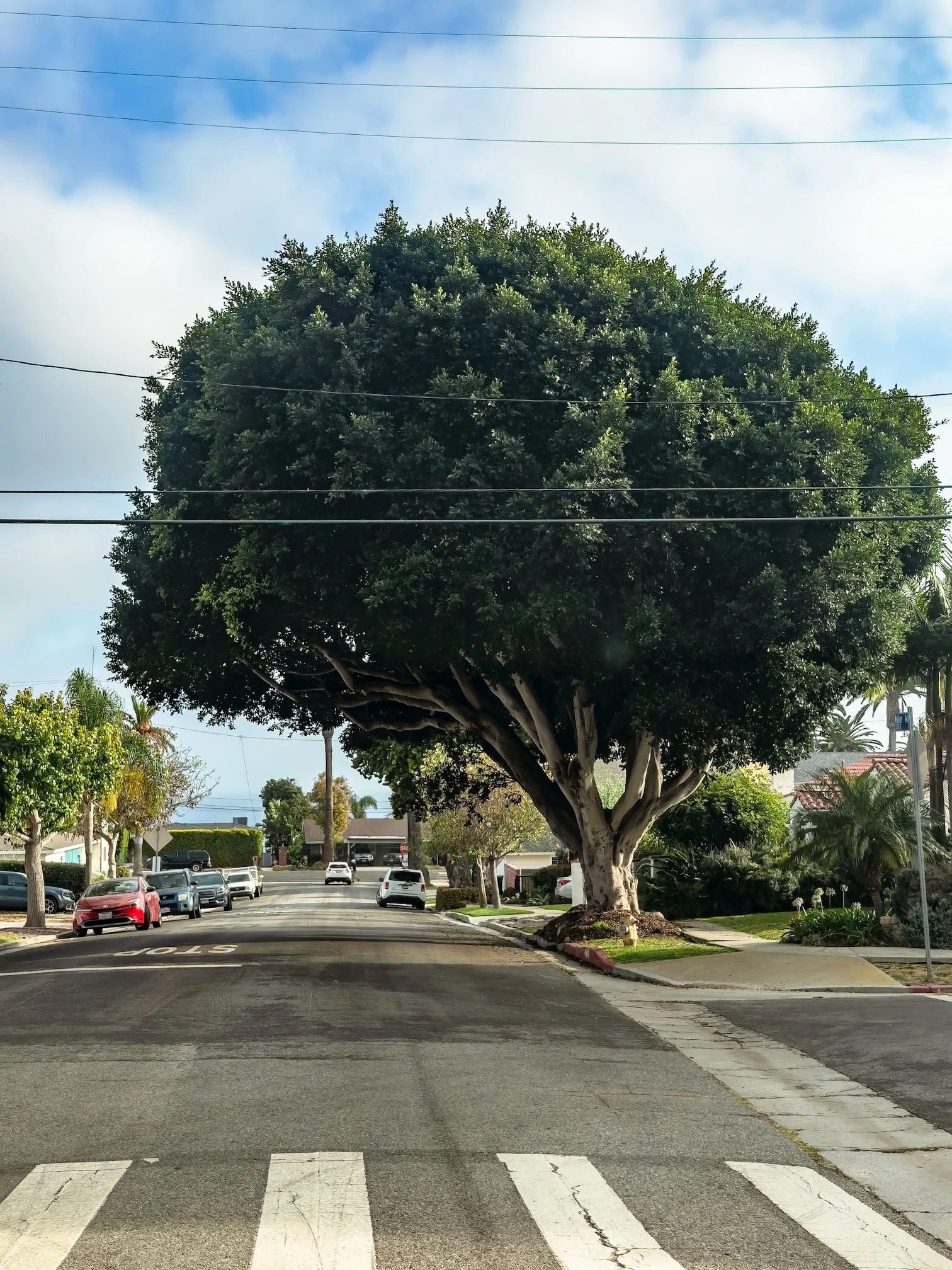 A parking lot with a large green tree in the center, multiple parked cars, a crosswalk in the foreground, and a residential neighborhood in the background under a partly cloudy sky.