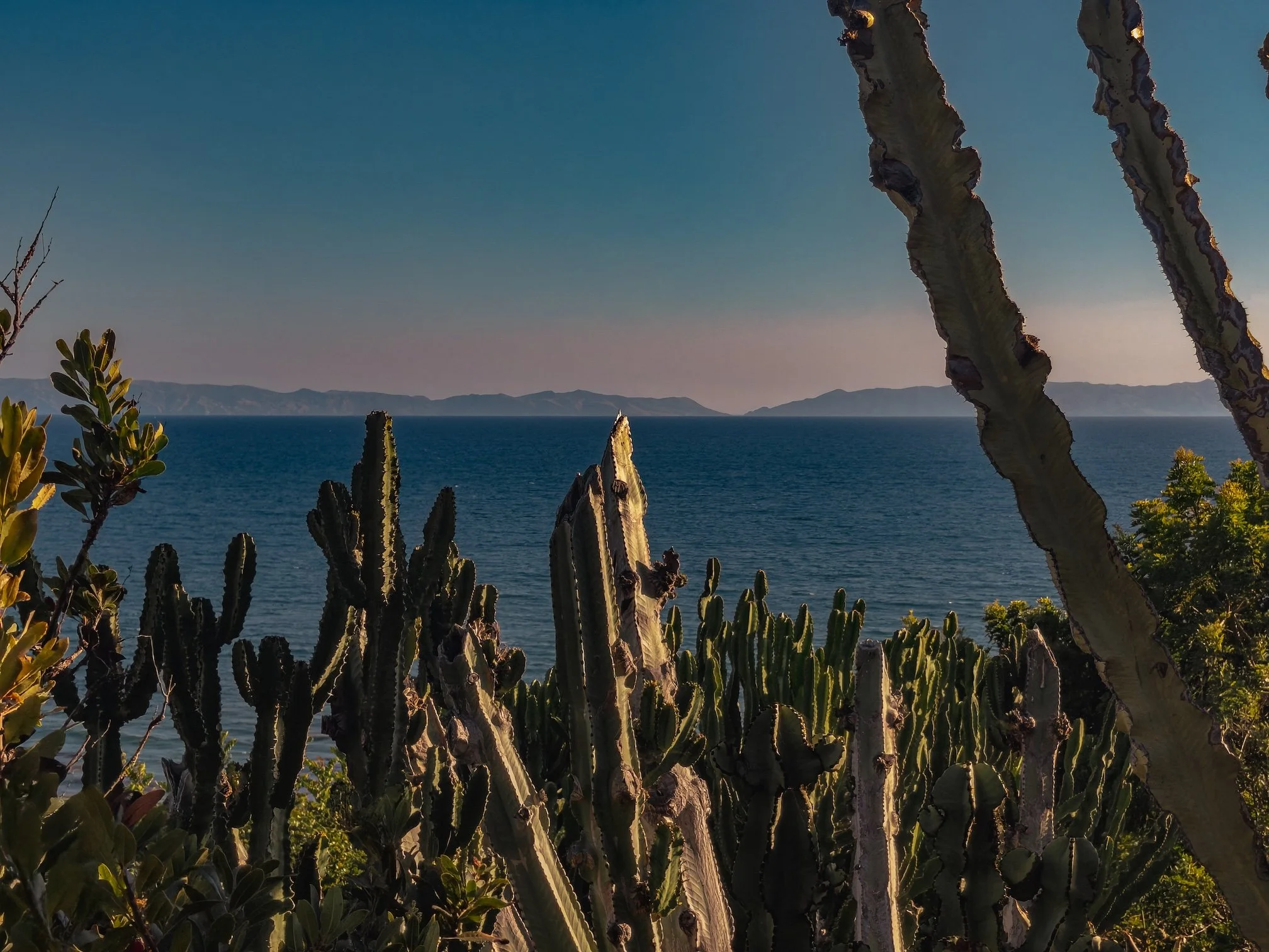 A landscape featuring tall cacti in the foreground, the pacific ocean in the middle, and Catalina under a clear sky.