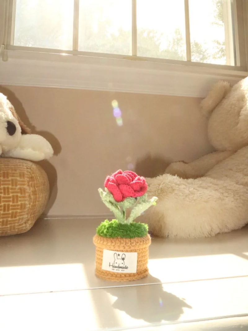 Little Pink Rose Sprout