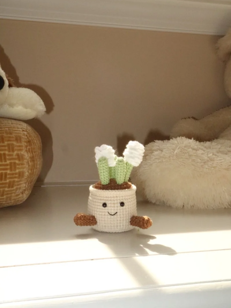Hyacinth Cactus Buddy