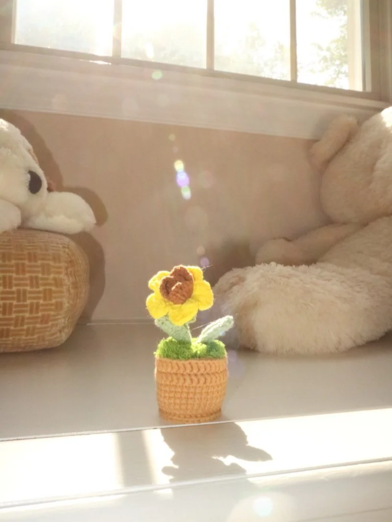 Tiny Sunflower Sprout