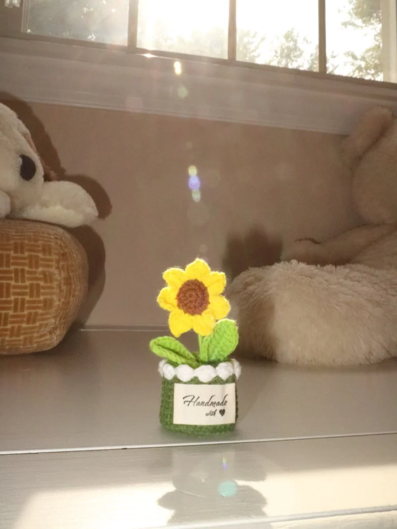 Little Sunflower Sprout