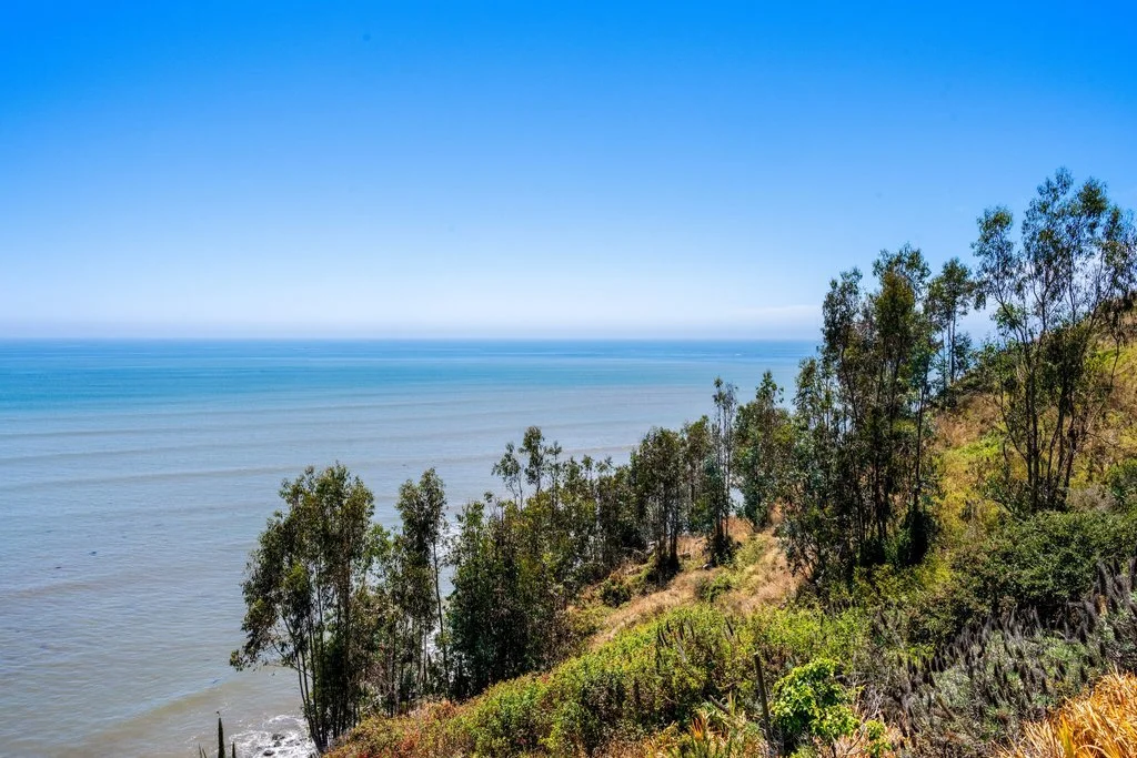 View of the ocean from a hillside with sparse trees and vegetation under a clear blue sky.