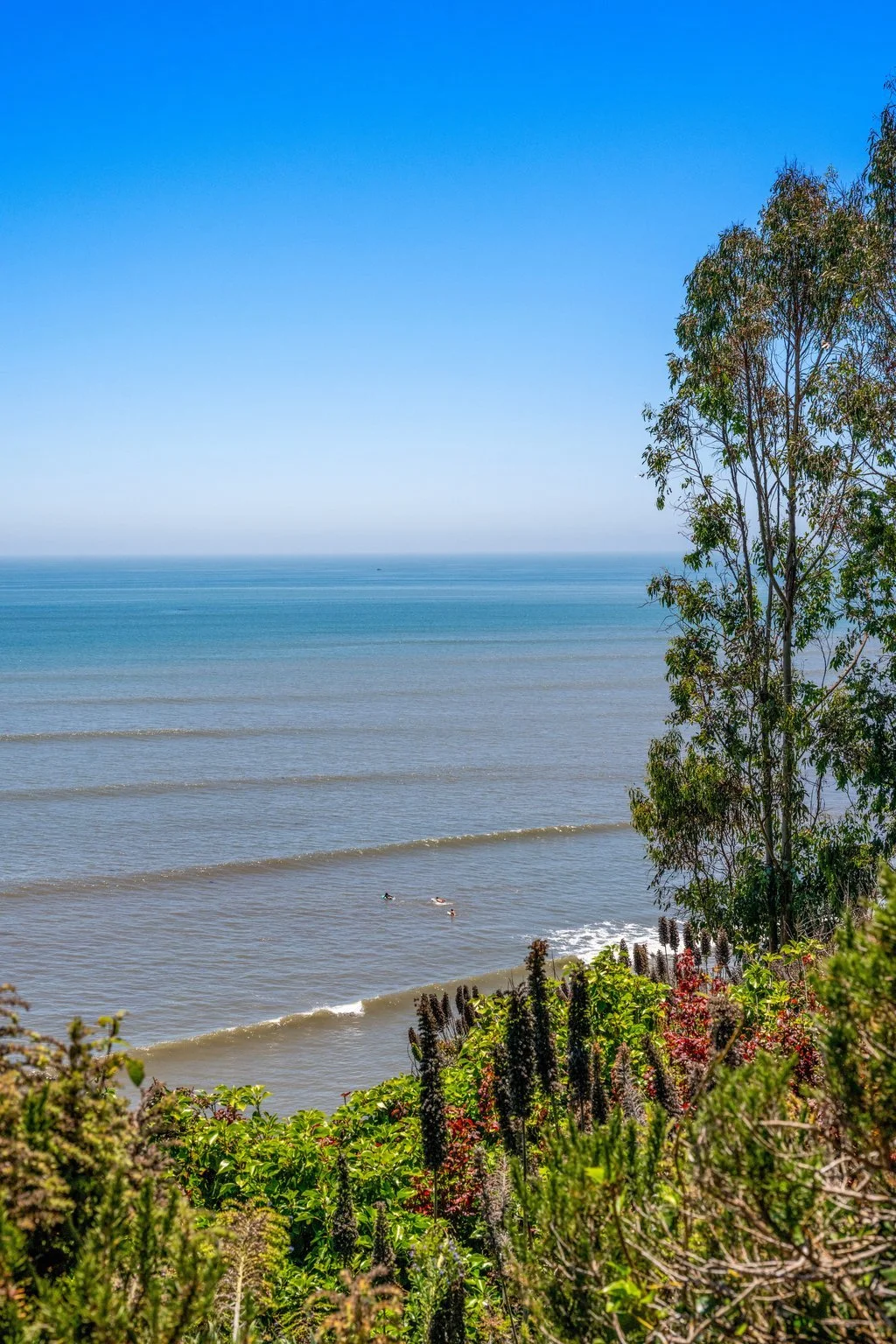 A scenic view of the ocean with gentle waves, blue sky, and some trees and bushes in the foreground.