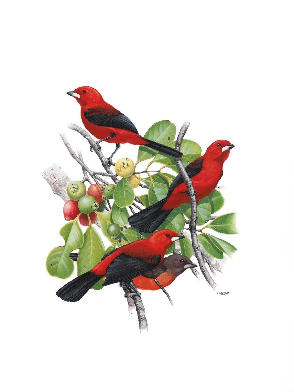 Brazilian Tanager (Ramphocelus bresillius) art by Eduardo Brettas