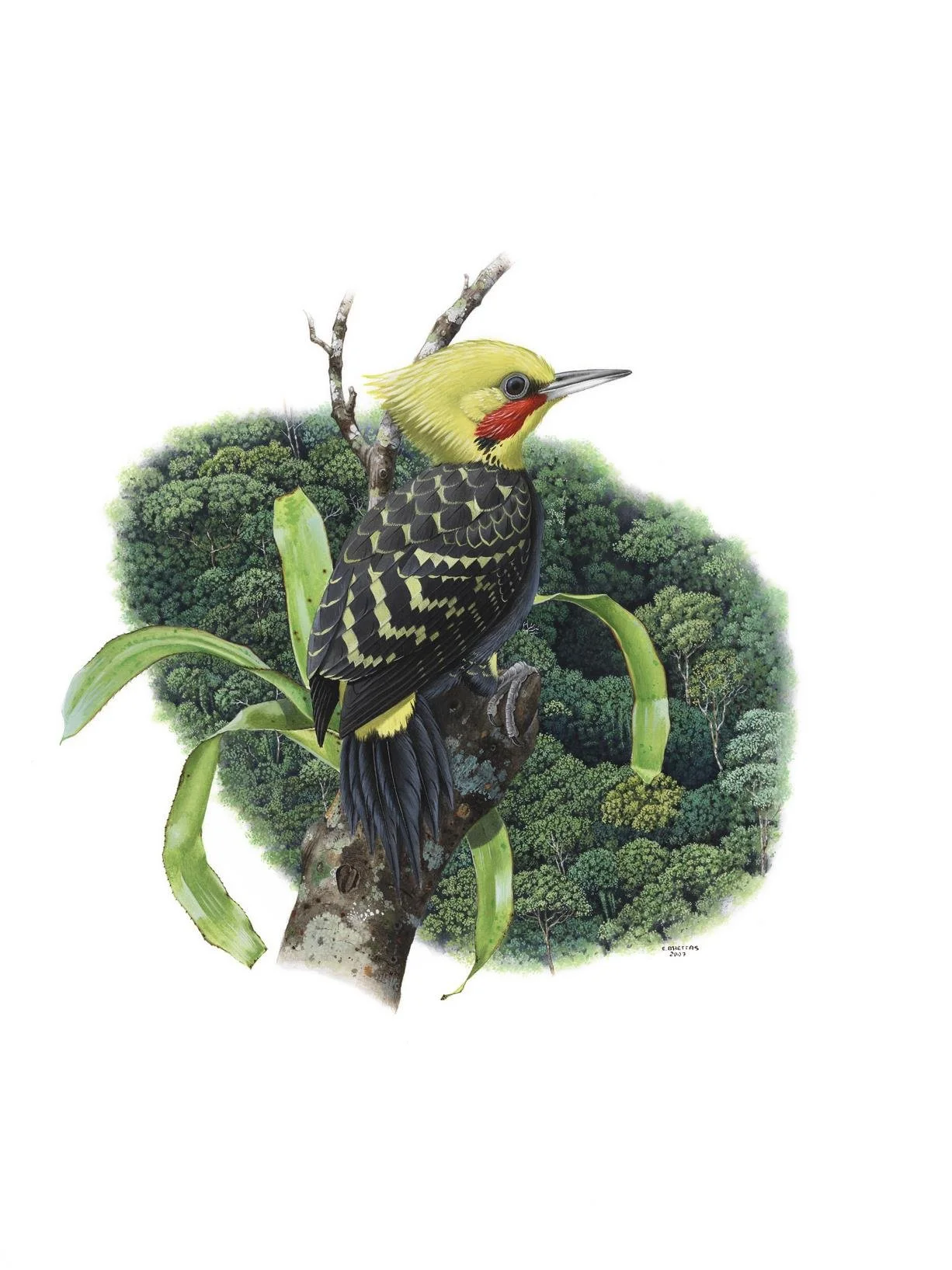 Blond-crested Woodpecker (Celeus flavescens) - Art by Eduardo Brettas