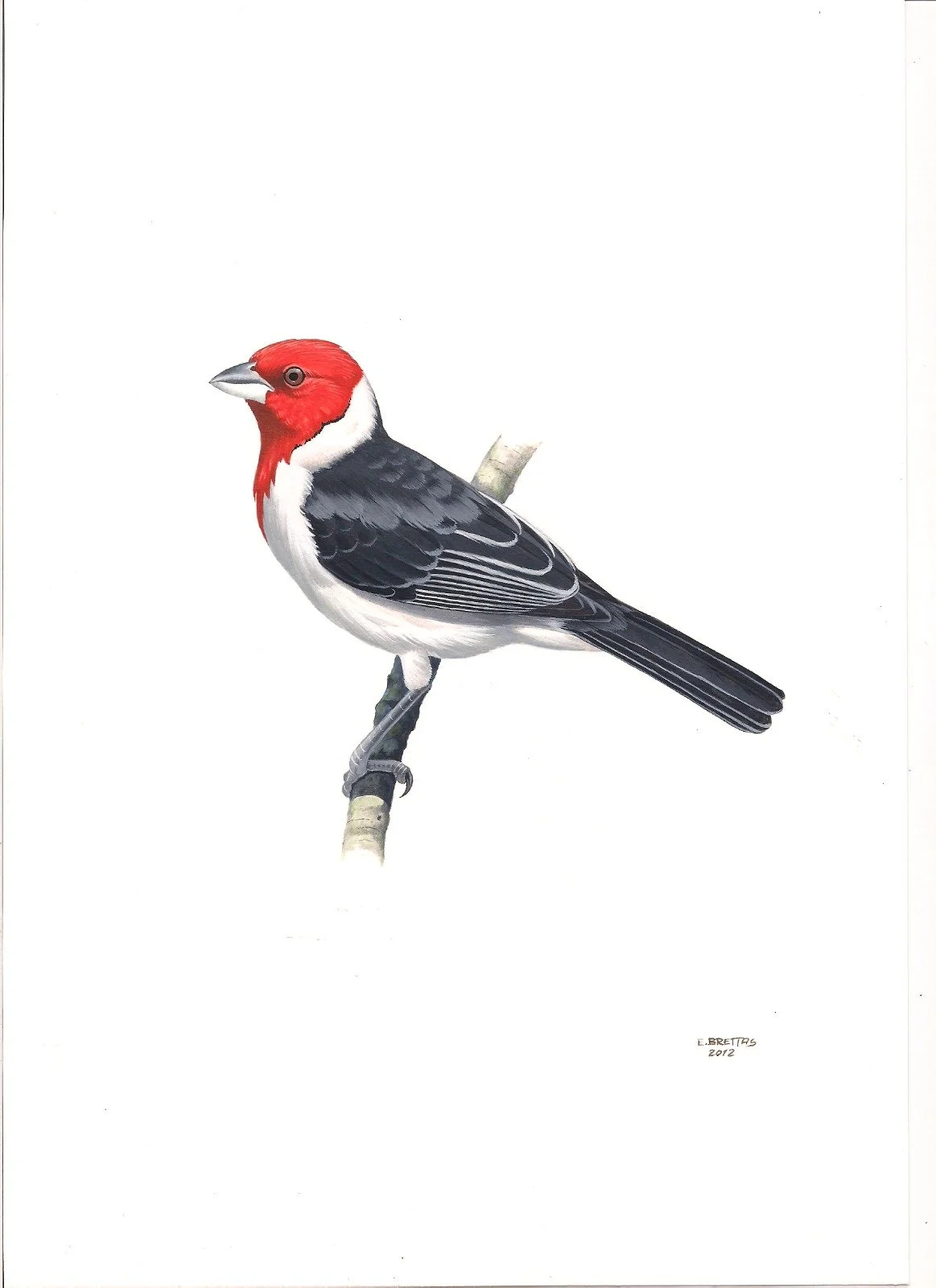 Red-cowled Cardinal (Paroaria dominicana) art by Eduardo Brettas