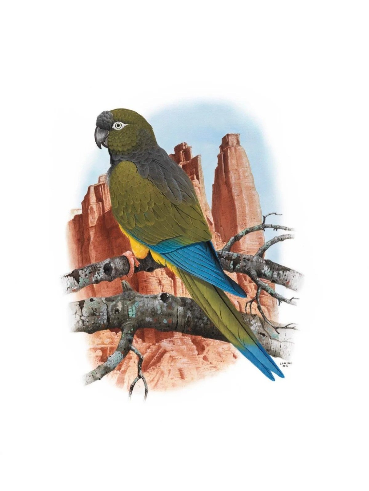 Burrowing parrot (Cyanoliseus patagonus) - Art by Eduardo Brettas