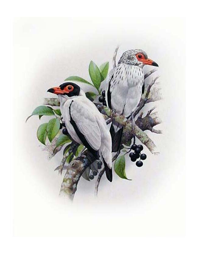 Black-tailed Tityra (Tityra cayana)