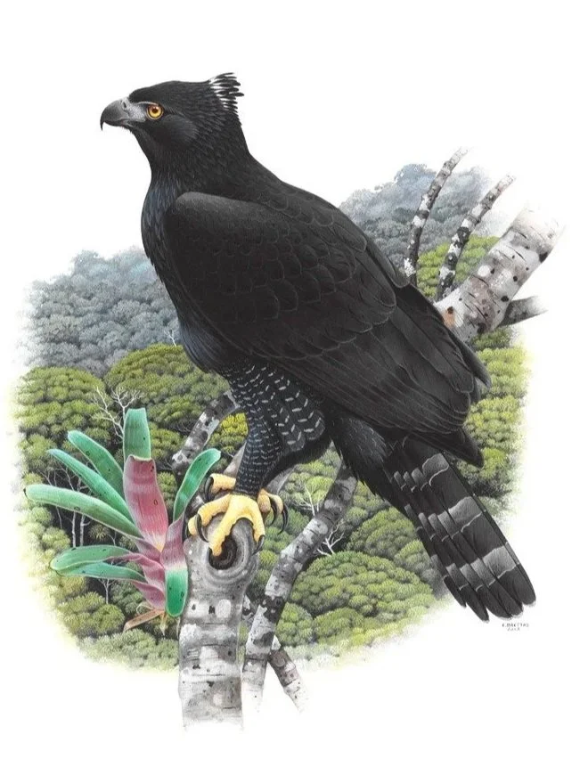 Black Hawk-Eagle (Spizaetus tyrannus) art by Eduardo Brettas