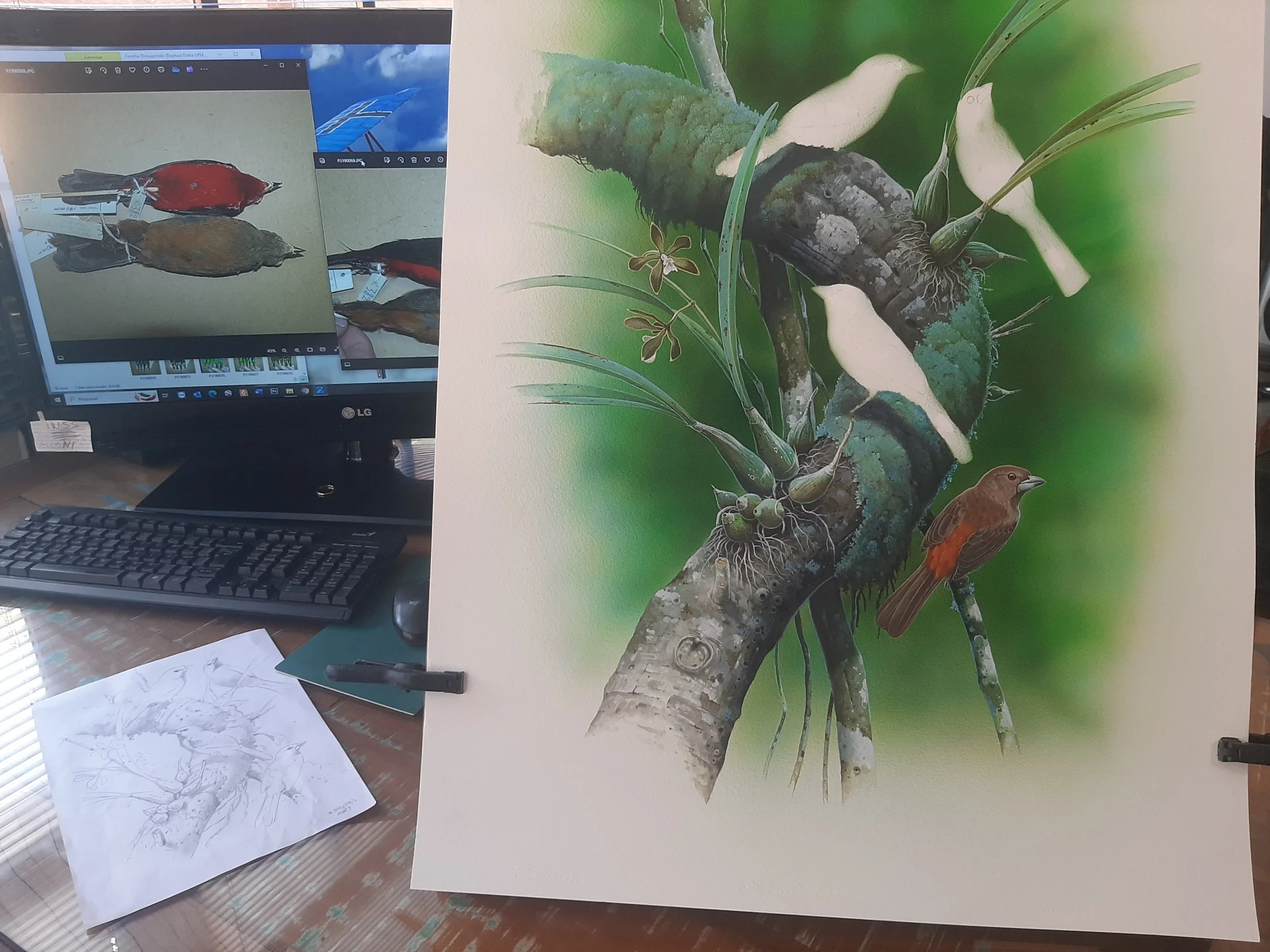 Brazilian Tanager (Ramphocelus bresillius) art by Eduardo Brettas