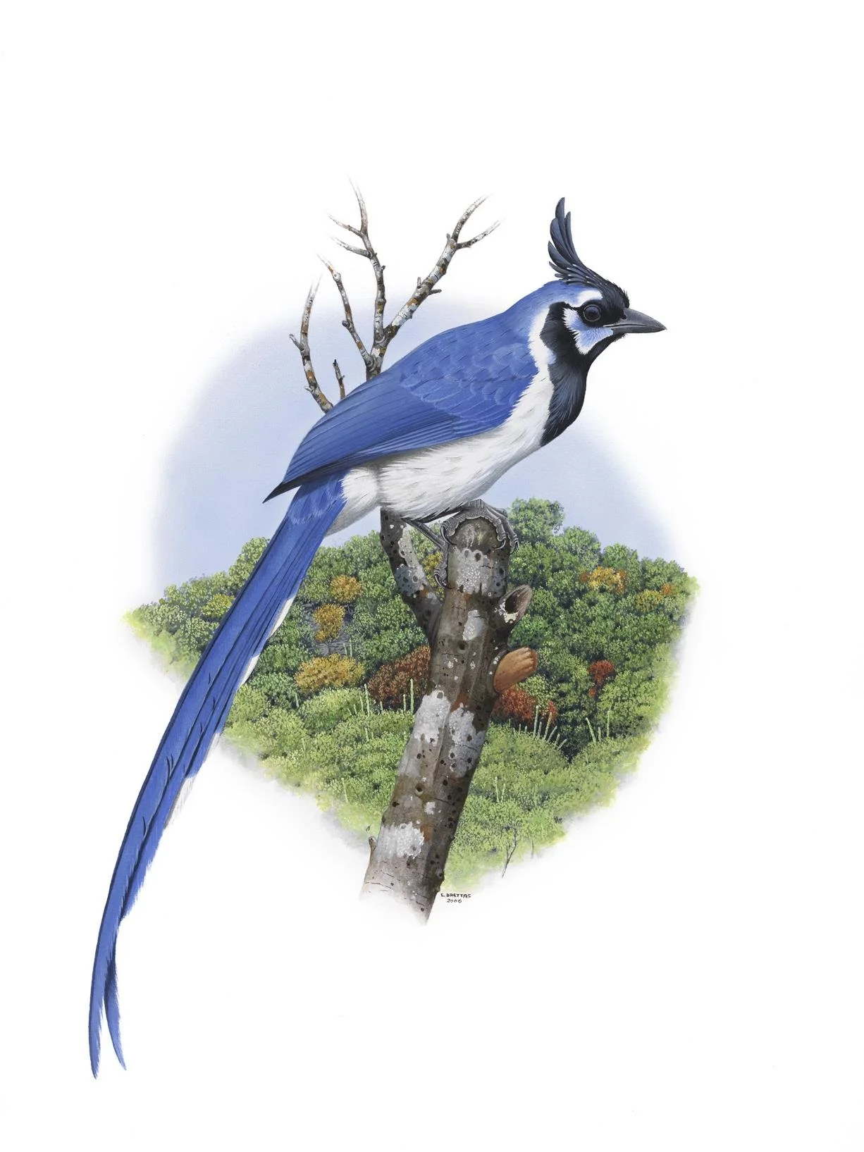 Black-throated magpie-jay (Calocitta colliei) - Art by Eduardo Brettas