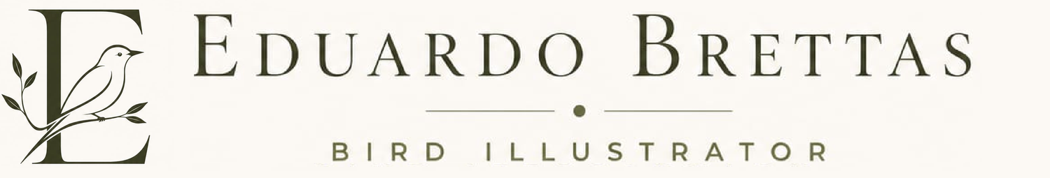 Eduardo Brettas - Bird Illustrator