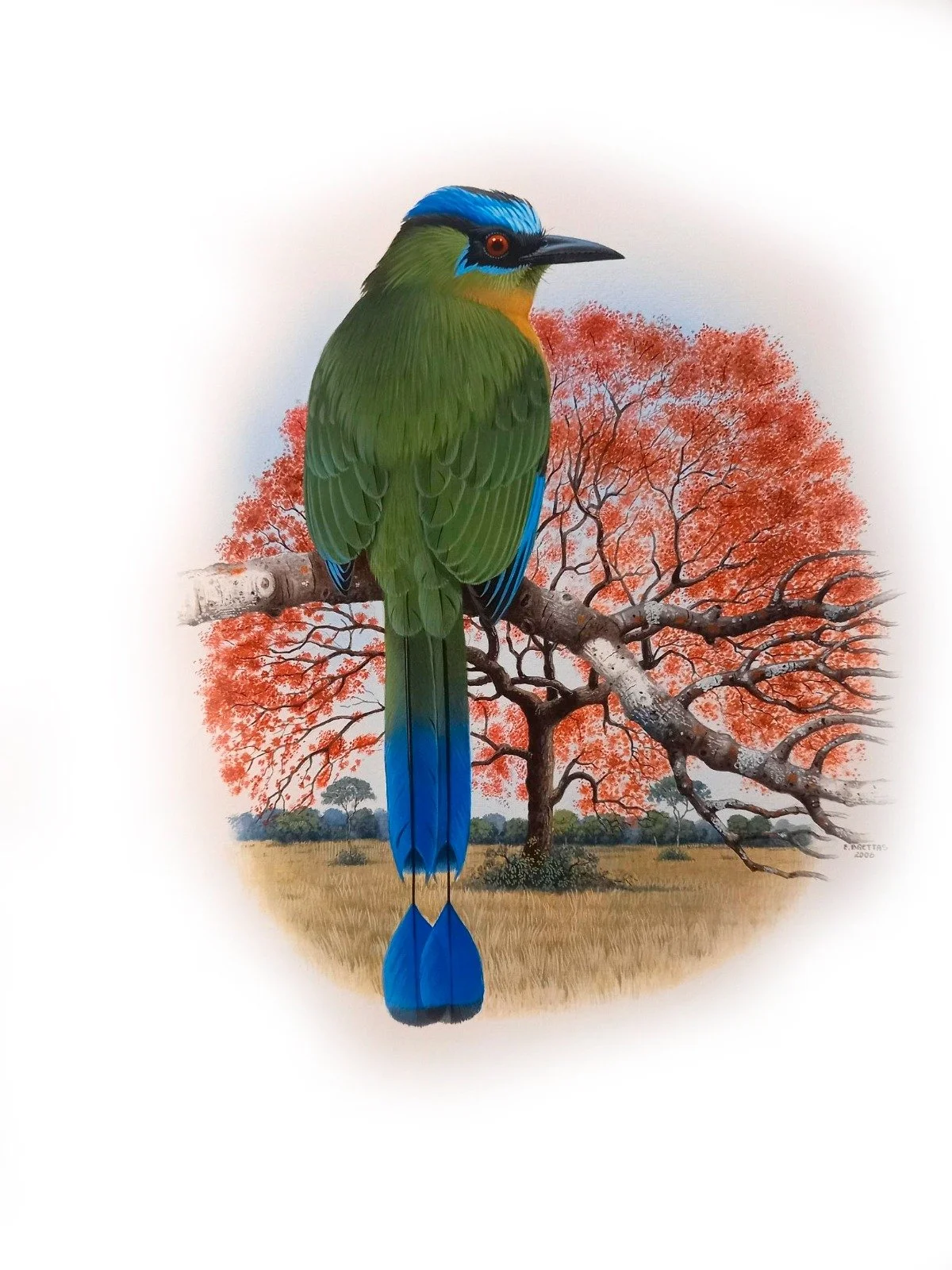 Amazonian Motmot (Momotus momota) - Art by Eduardo Brettas