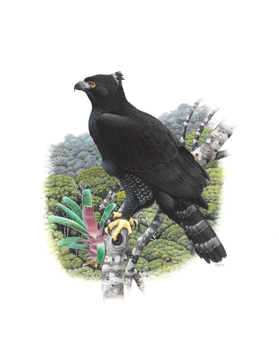 Black hawk-eagle (Spizaetus tyrannus) - Art by Eduardo brettas