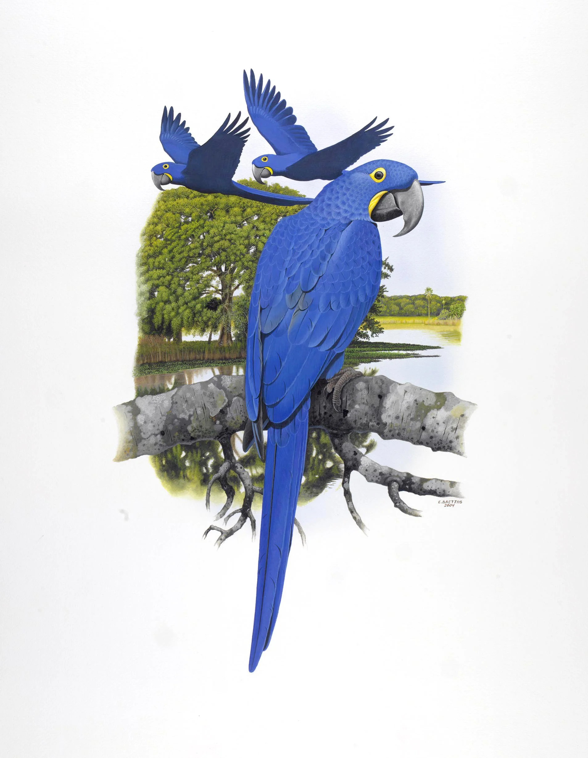 Arara-azul (Anodorhynchus hyacinthinus) - Art by Eduardo Brettas